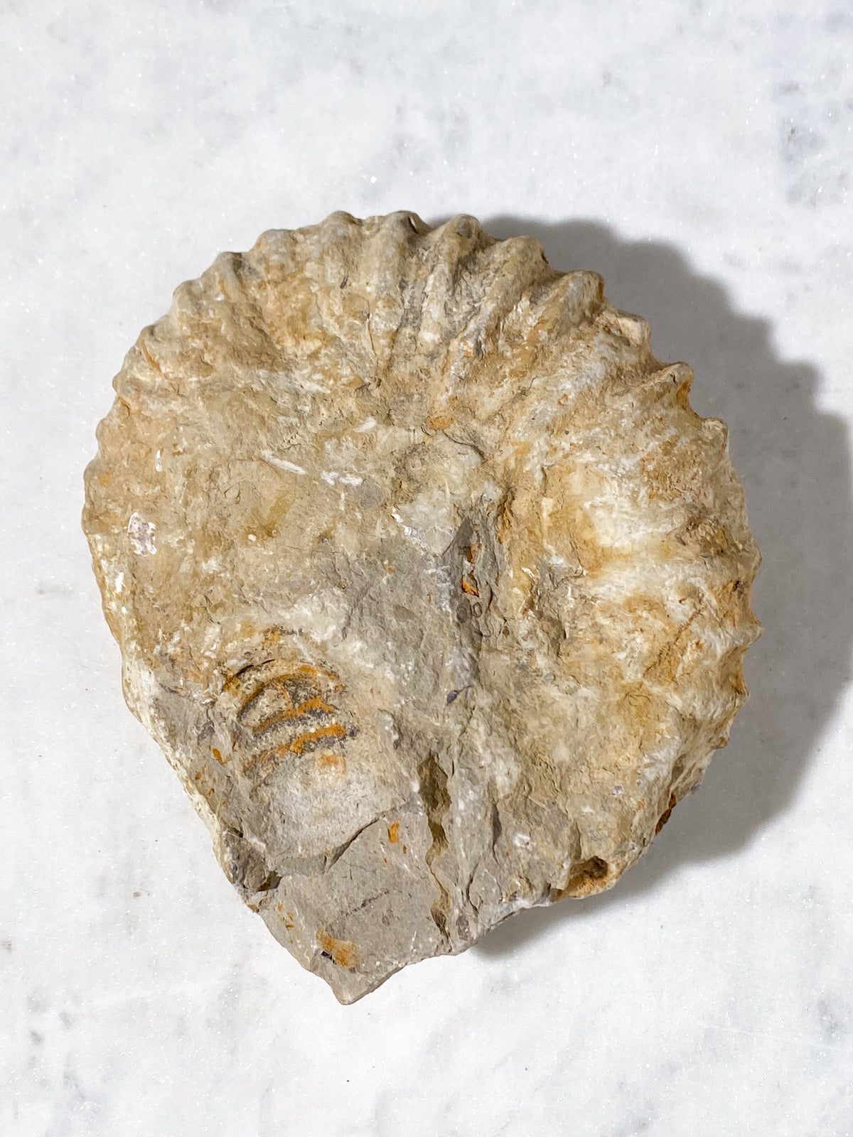 Stor Ammonit Fossil (Nr. 15)