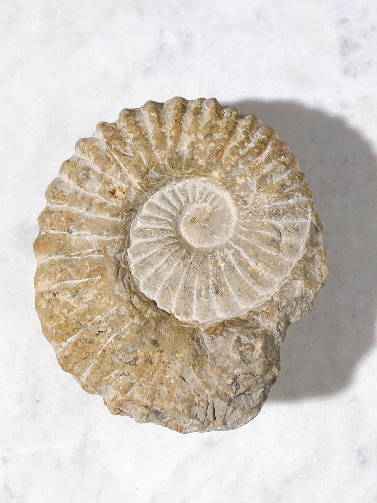 Stor Ammonit Fossil (Nr. 16)