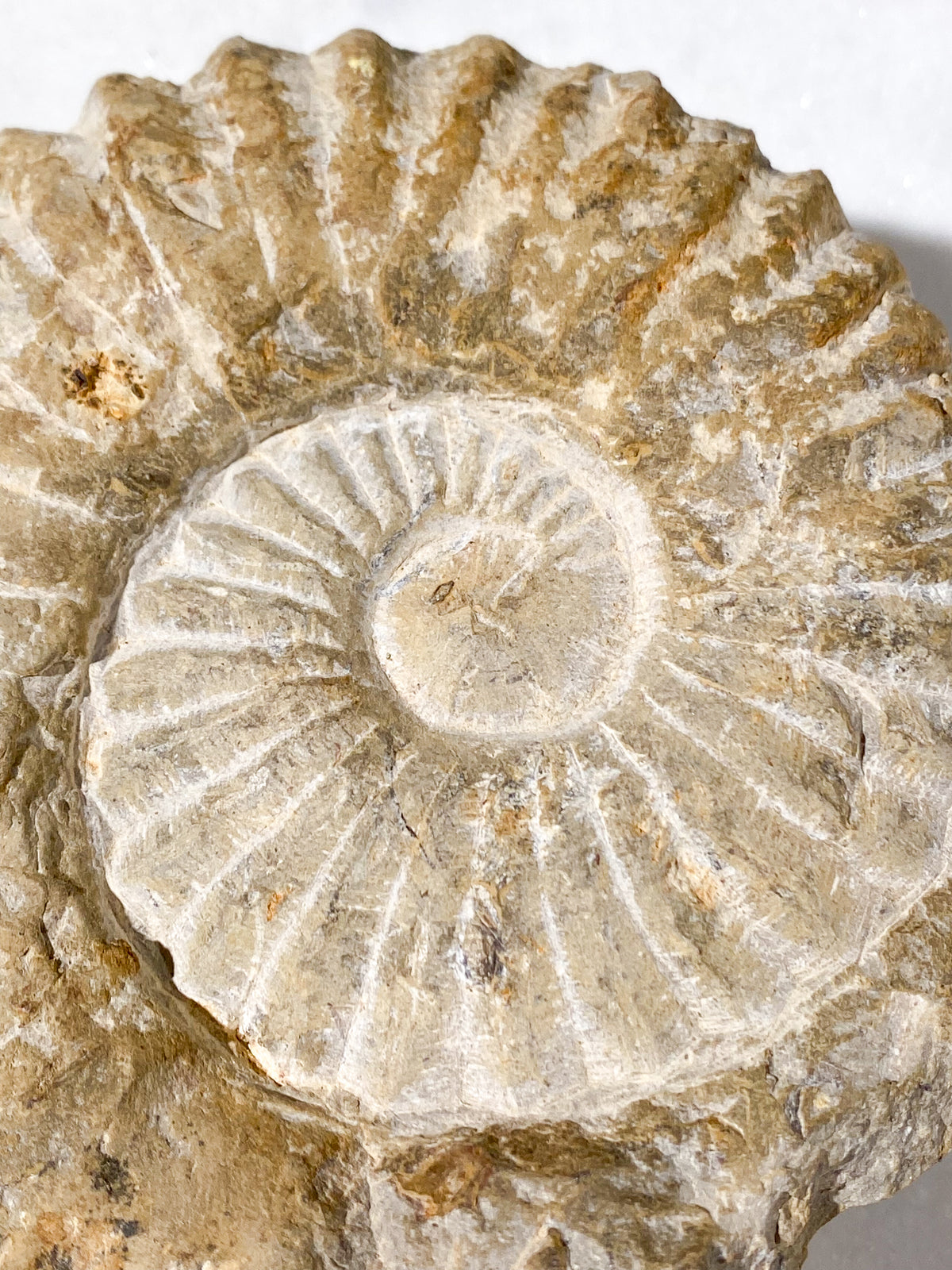 Stor Ammonit Fossil (Nr. 16)