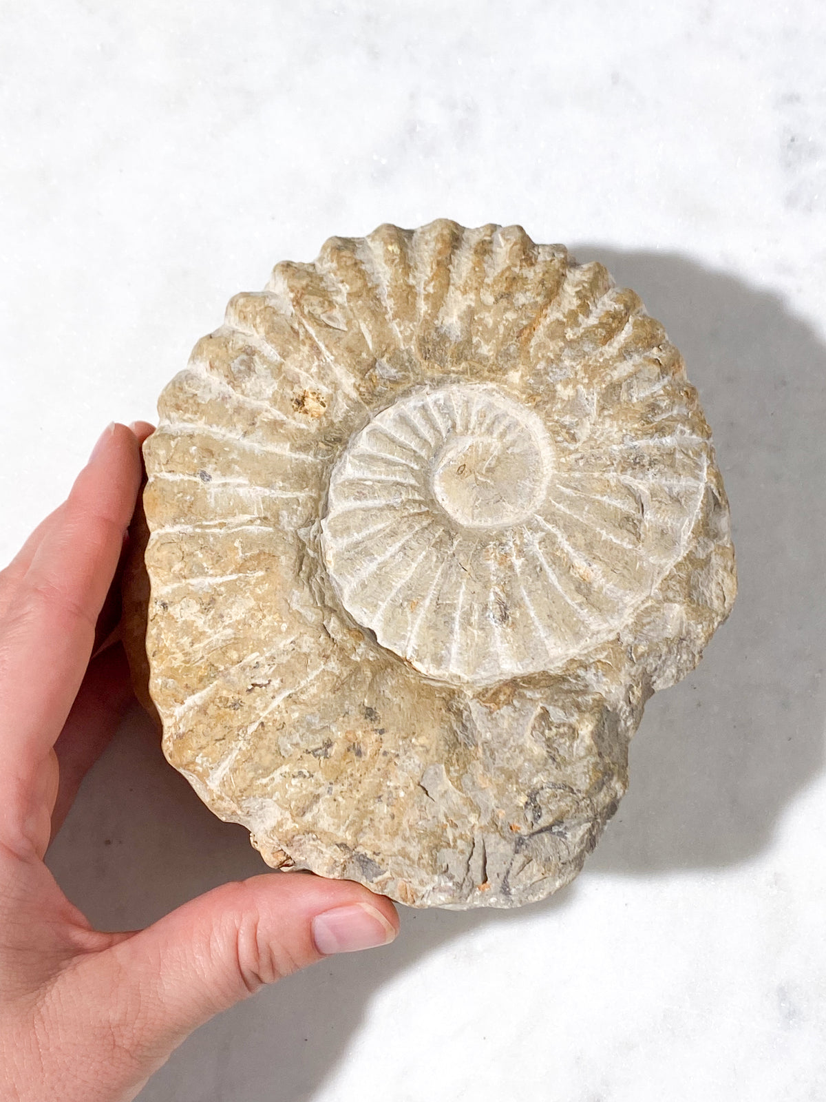 Stor Ammonit Fossil (Nr. 16)