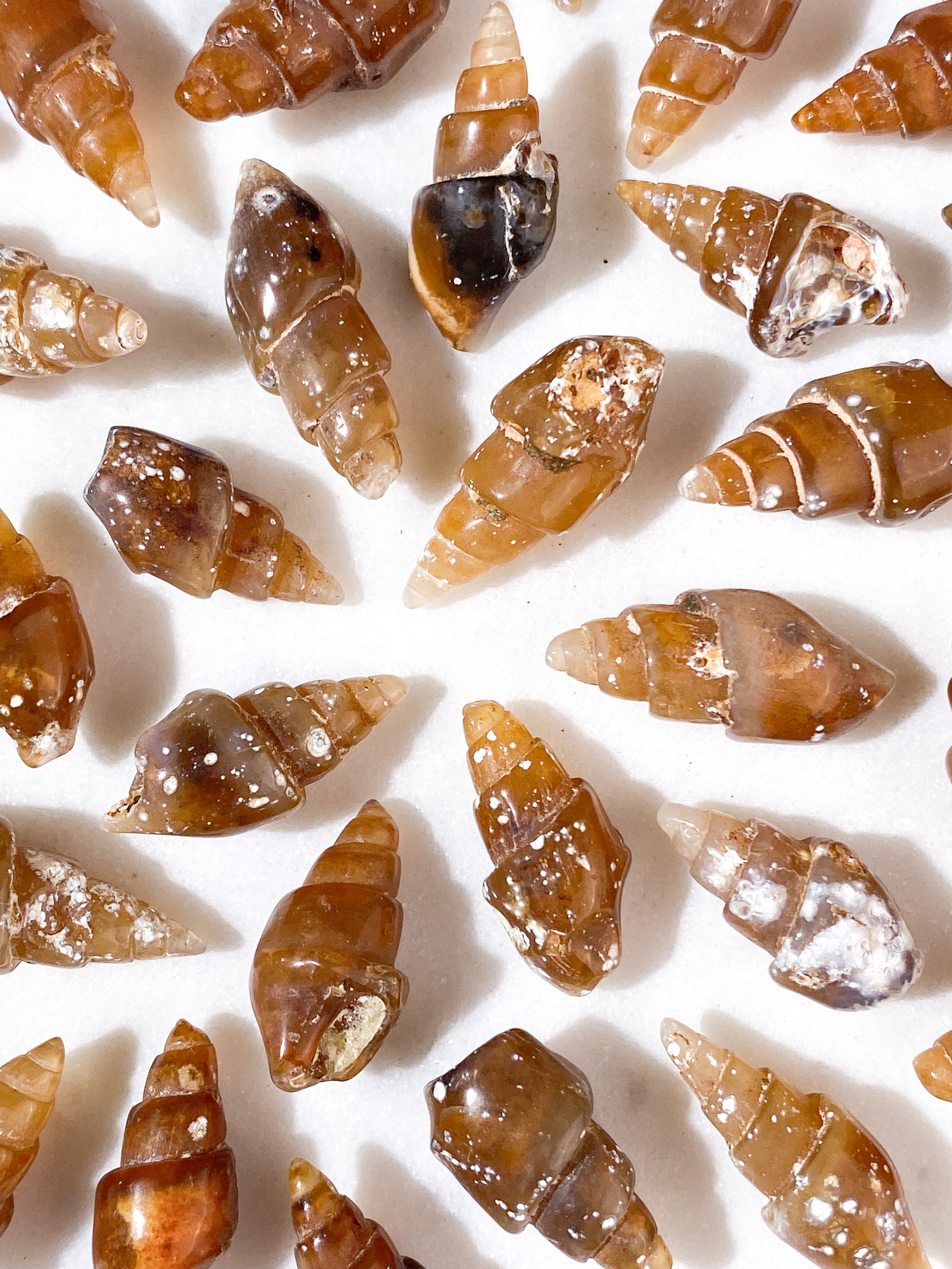 Konkylie Fossil (Agat)