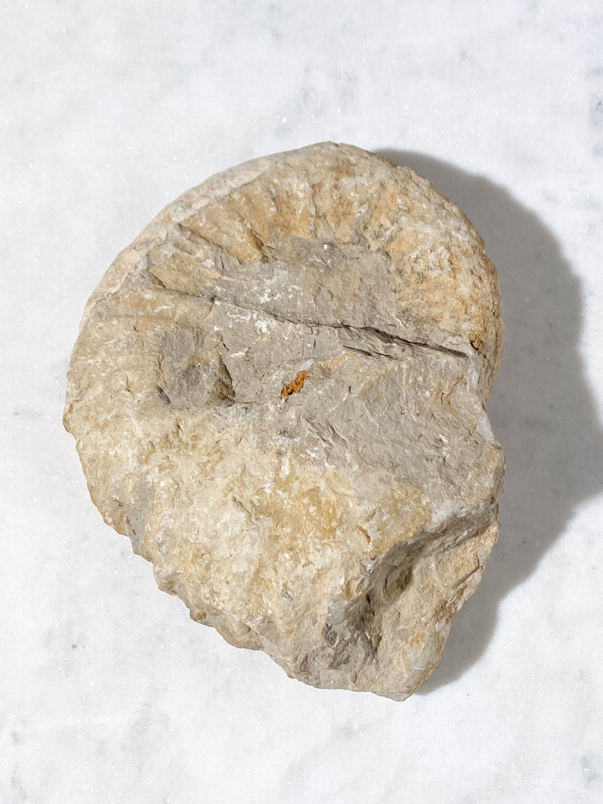 Stor Ammonit Fossil (Nr. 17)