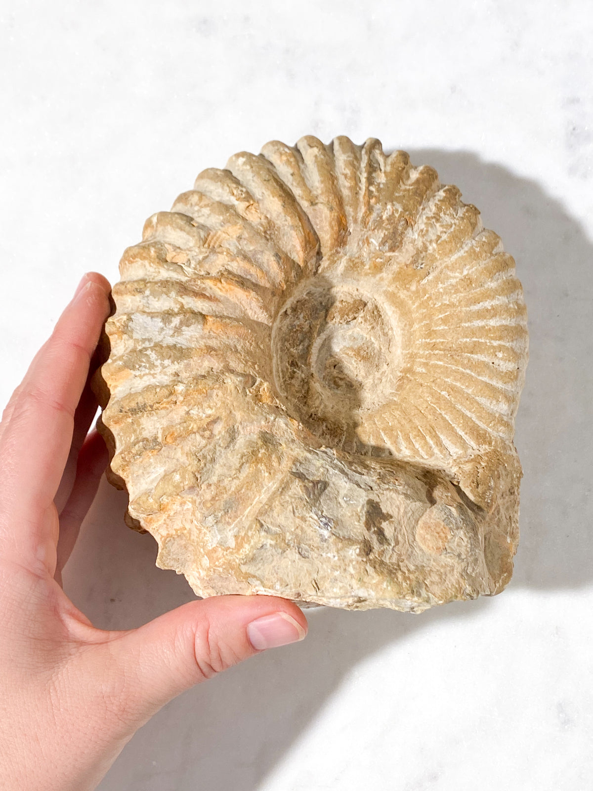 Stor Ammonit Fossil (Nr. 19)