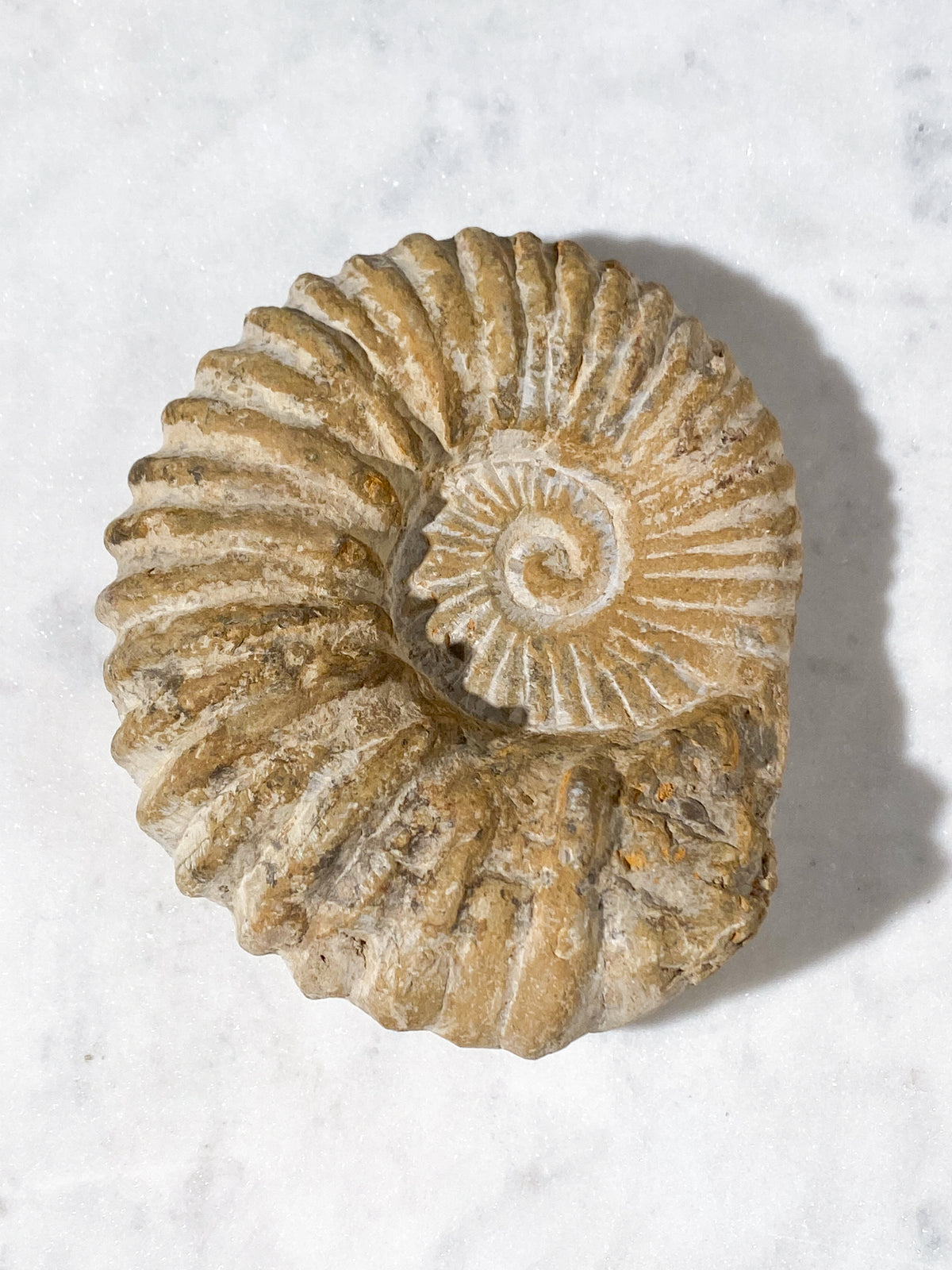 Stor Ammonit Fossil (Nr. 20)