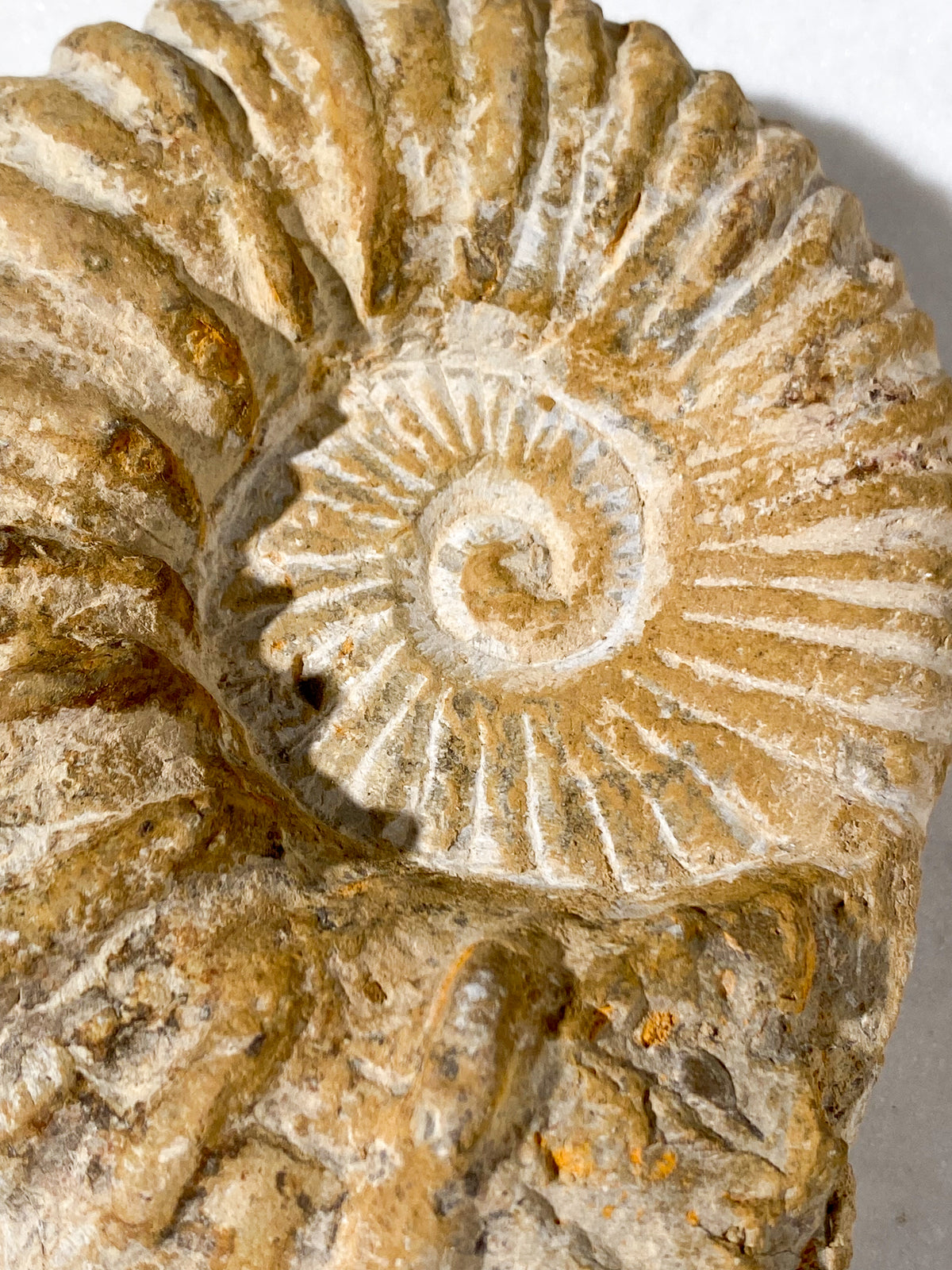 Stor Ammonit Fossil (Nr. 20)