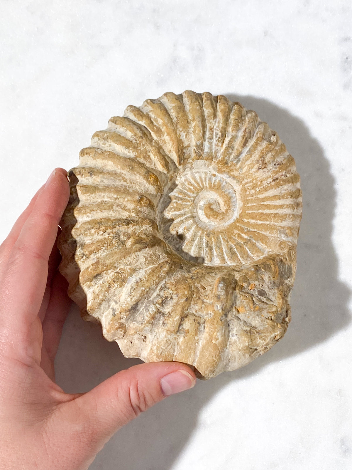 Stor Ammonit Fossil (Nr. 20)