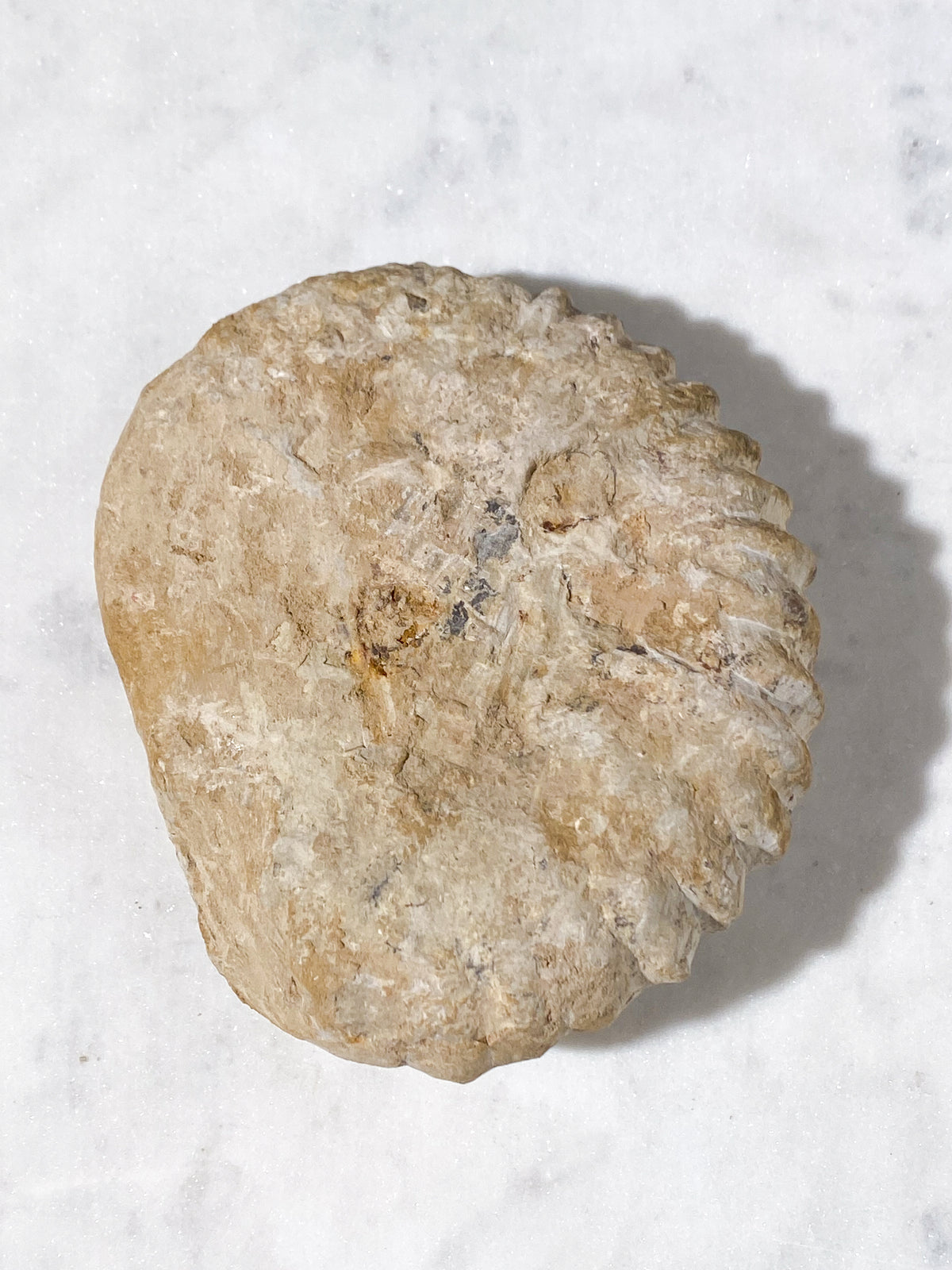 Stor Ammonit Fossil (Nr. 20)