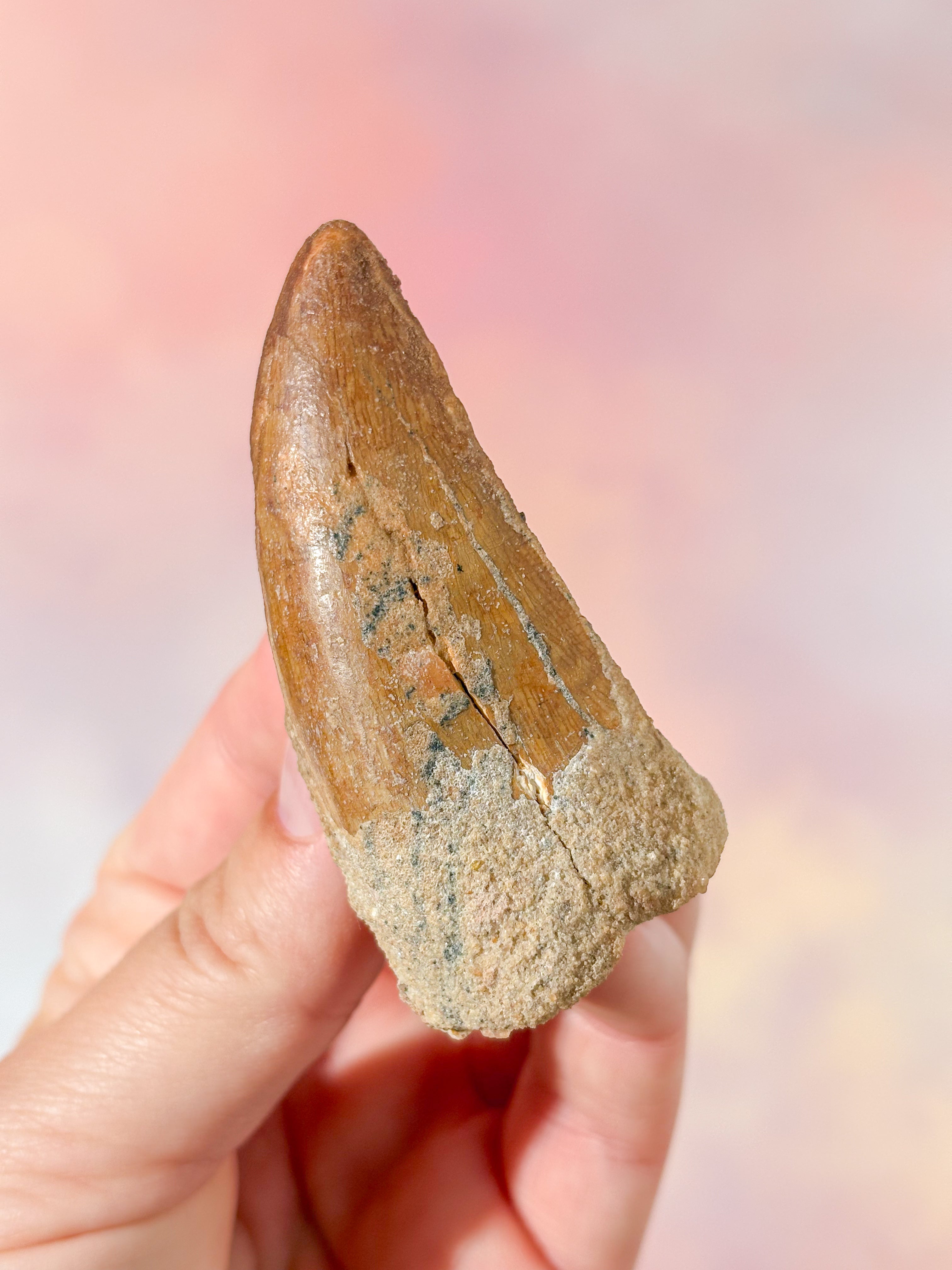 Stor Carcharodontosaurus Tand Fossil (Nr. 1)