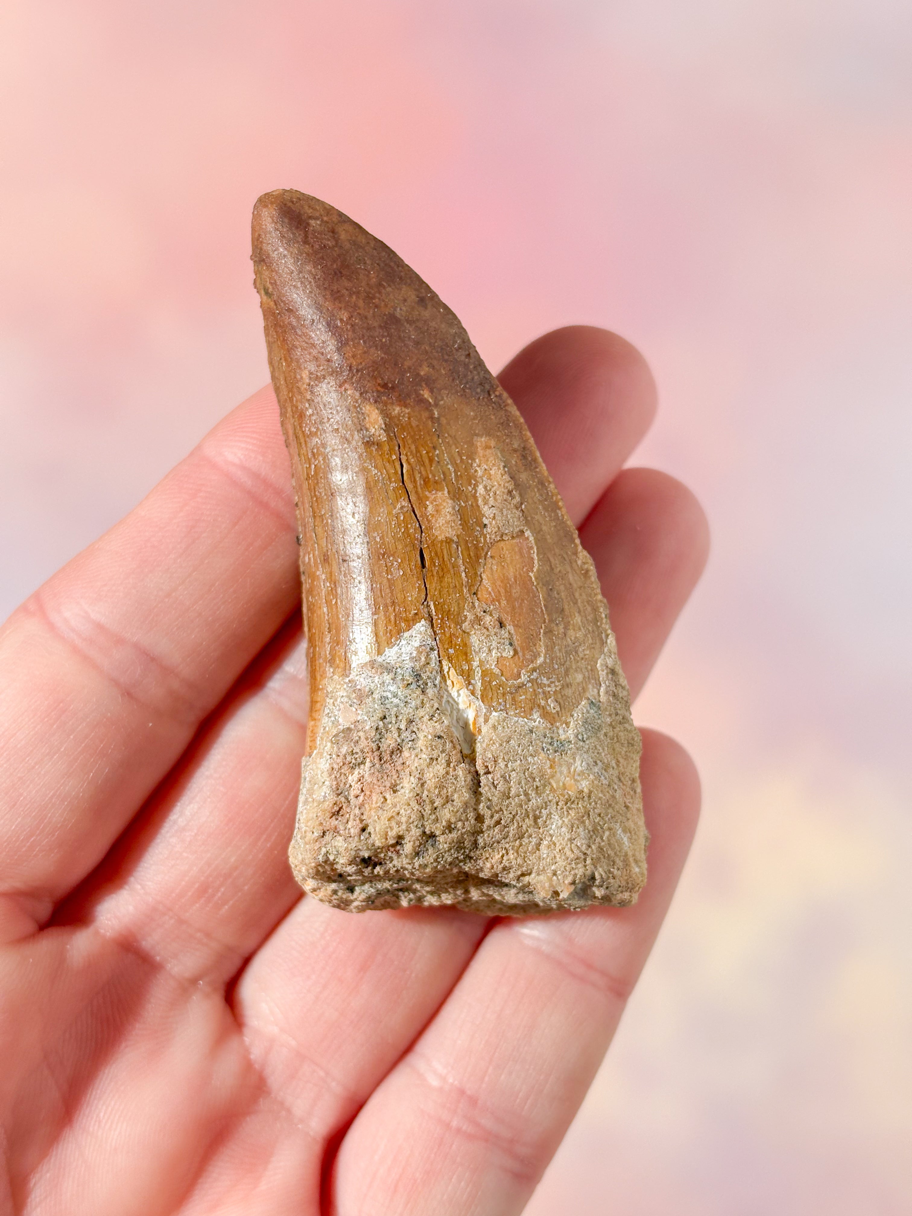Stor Carcharodontosaurus Tand Fossil (Nr. 1)