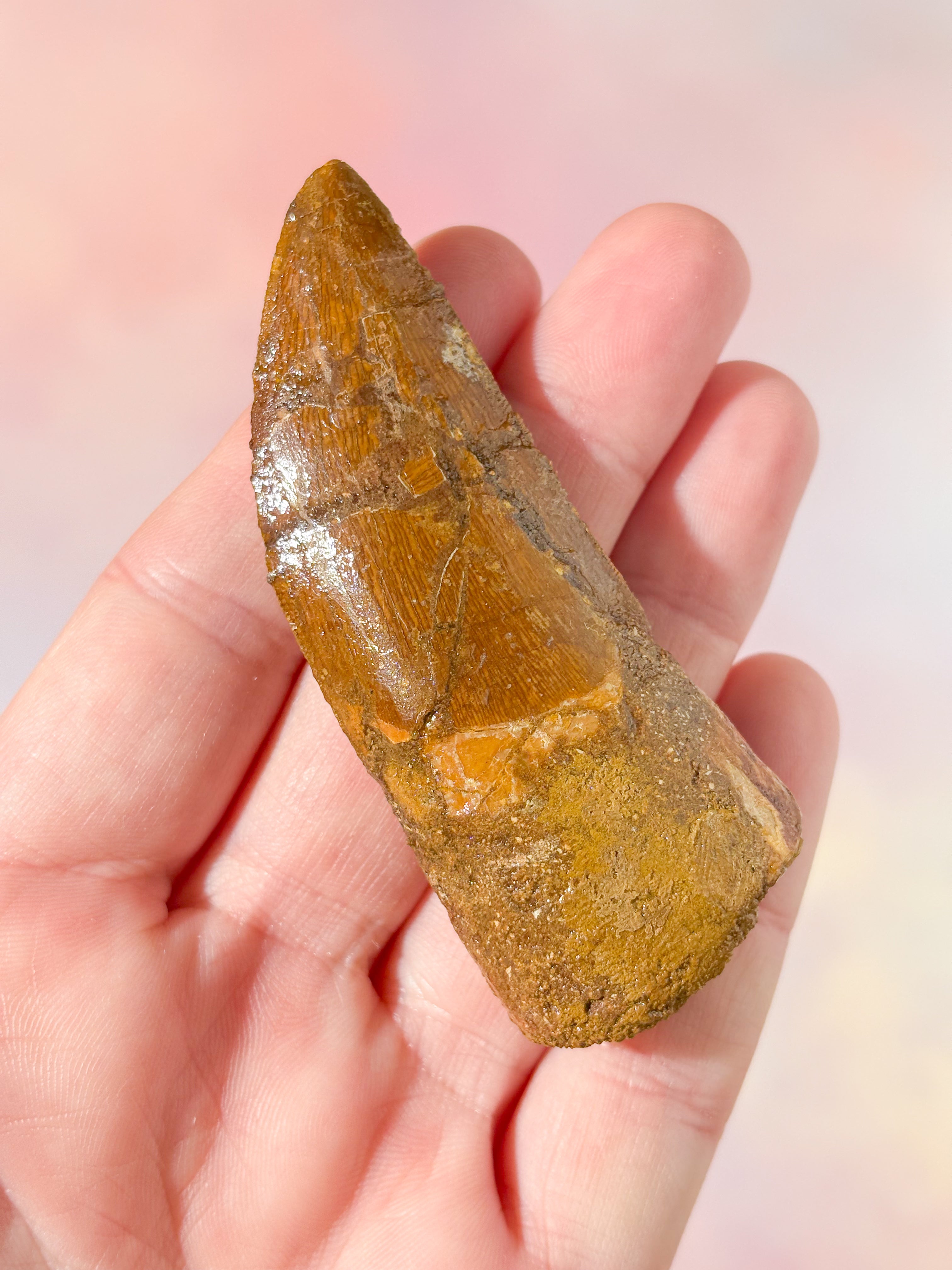 Stor Carcharodontosaurus Tand Fossil (Nr. 2)