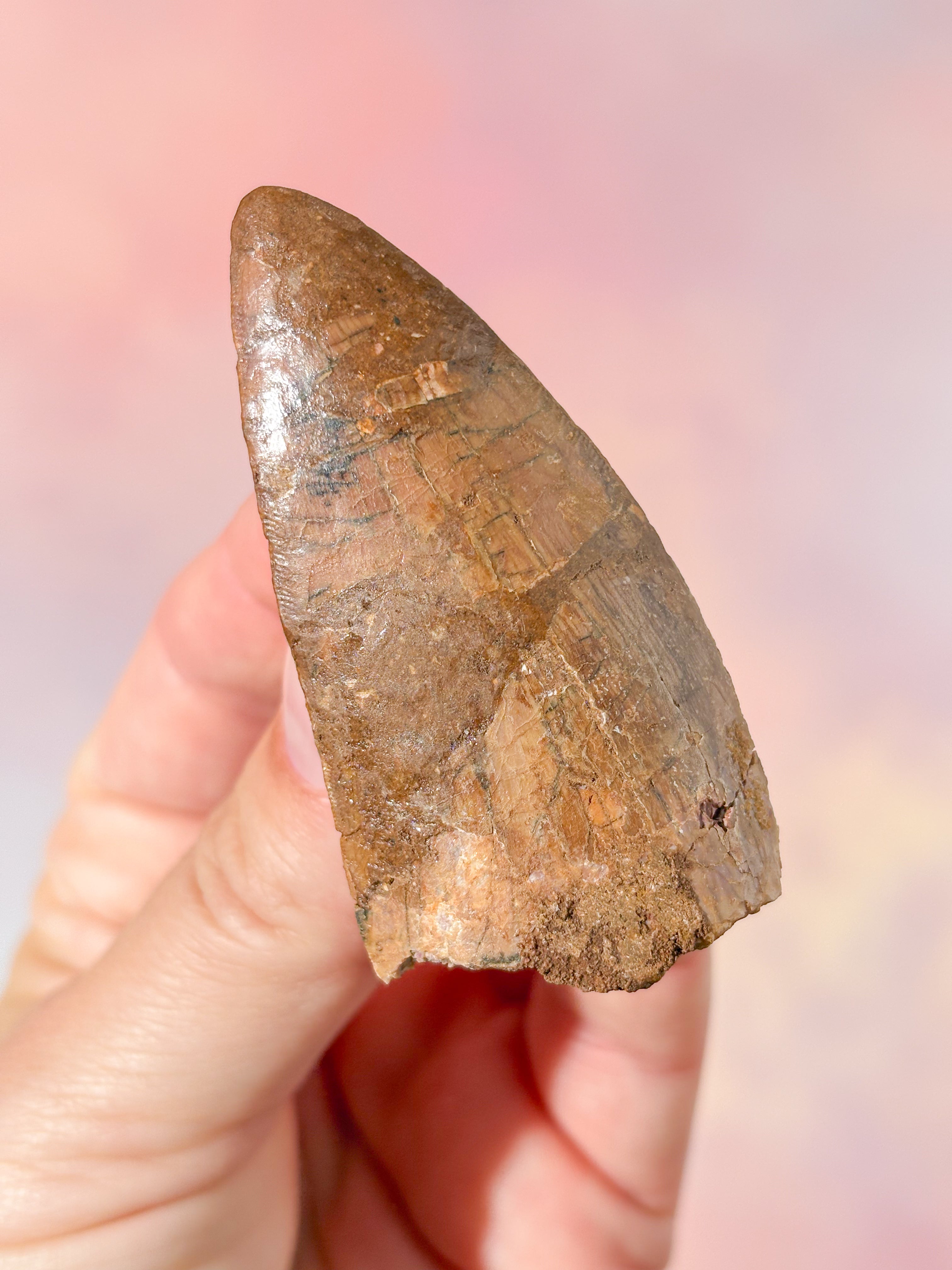Stor Carcharodontosaurus Tand Fossil (Nr. 3)