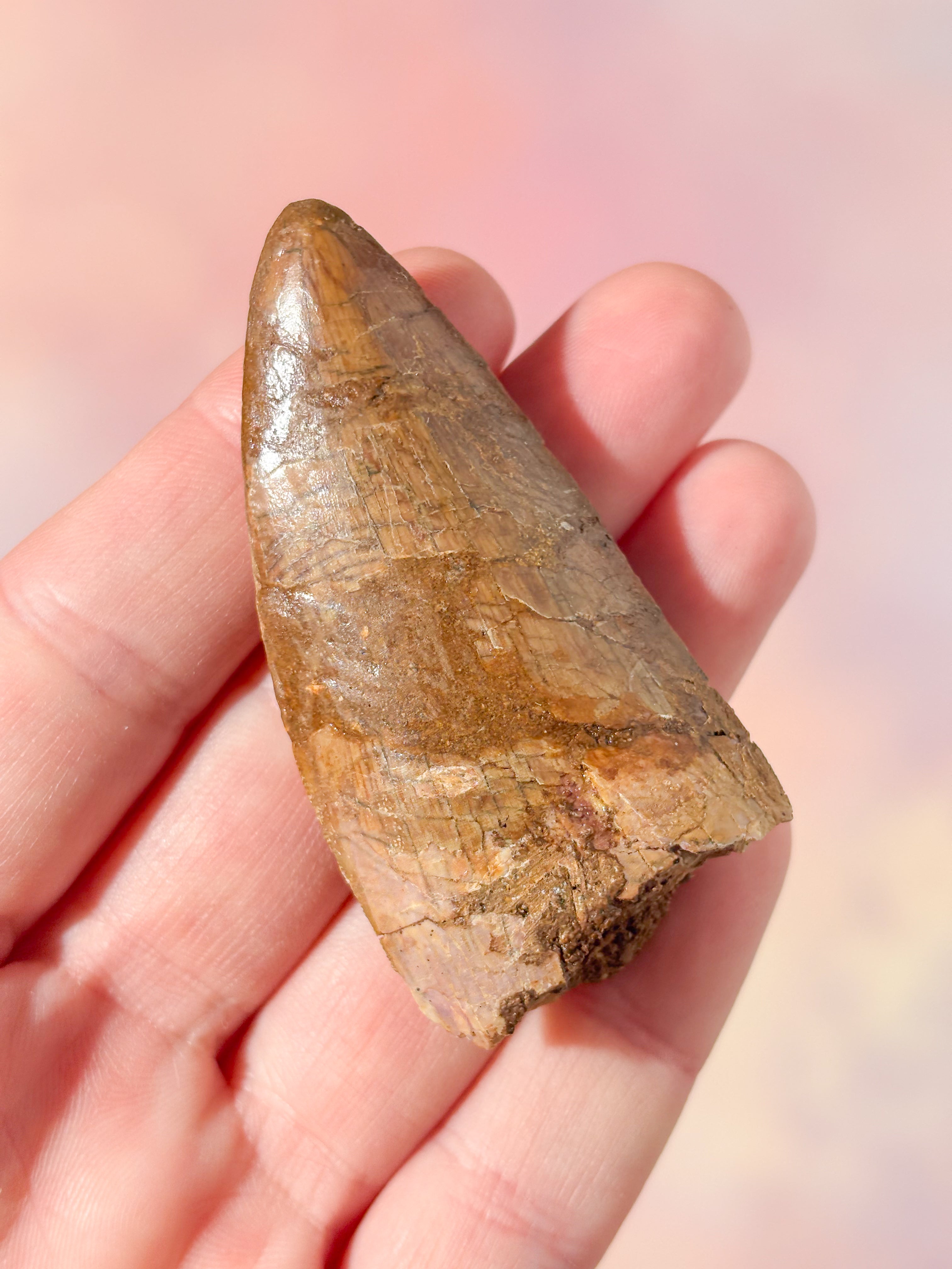 Stor Carcharodontosaurus Tand Fossil (Nr. 3)