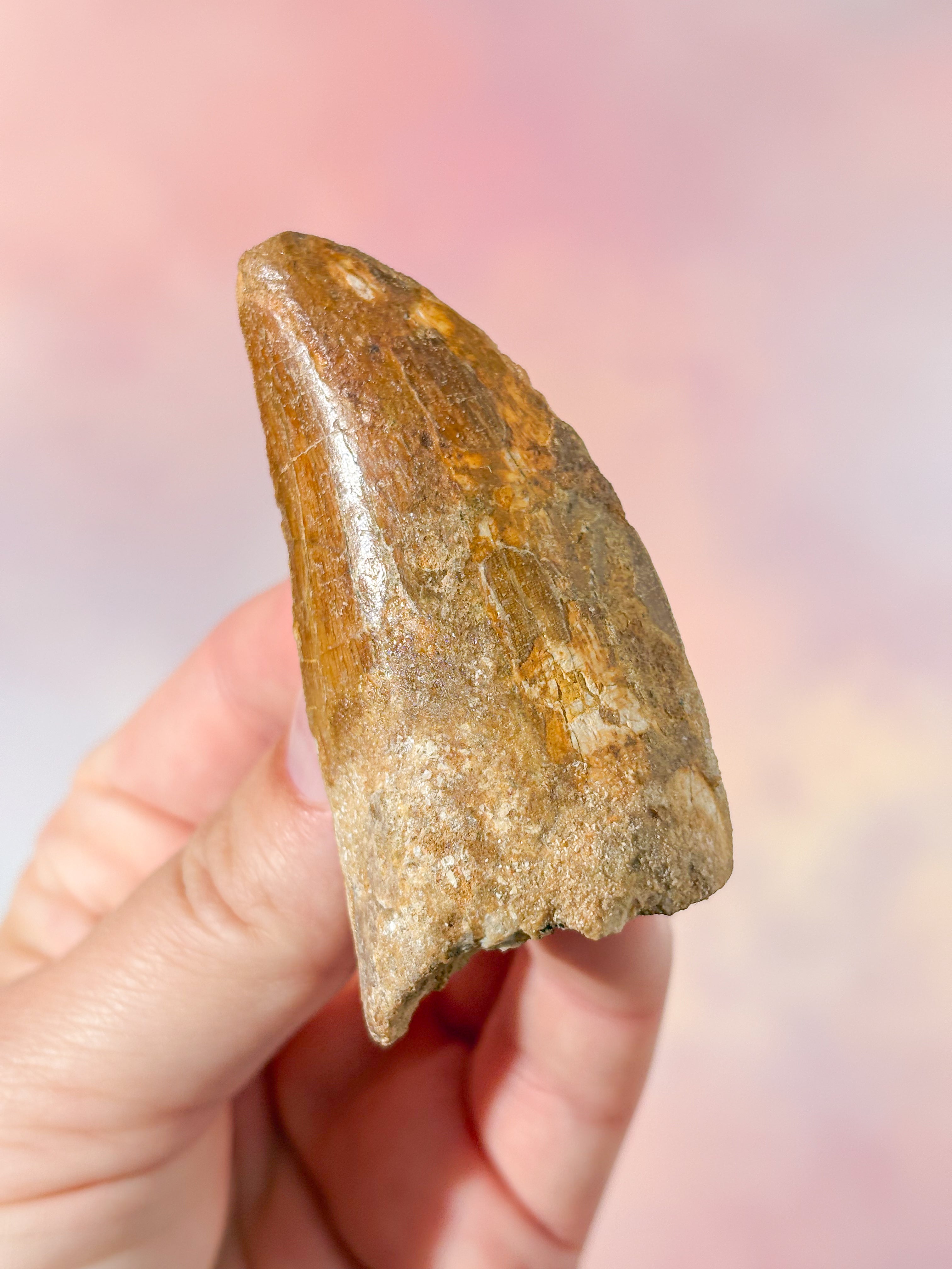 Stor Carcharodontosaurus Tand Fossil (Nr. 5)