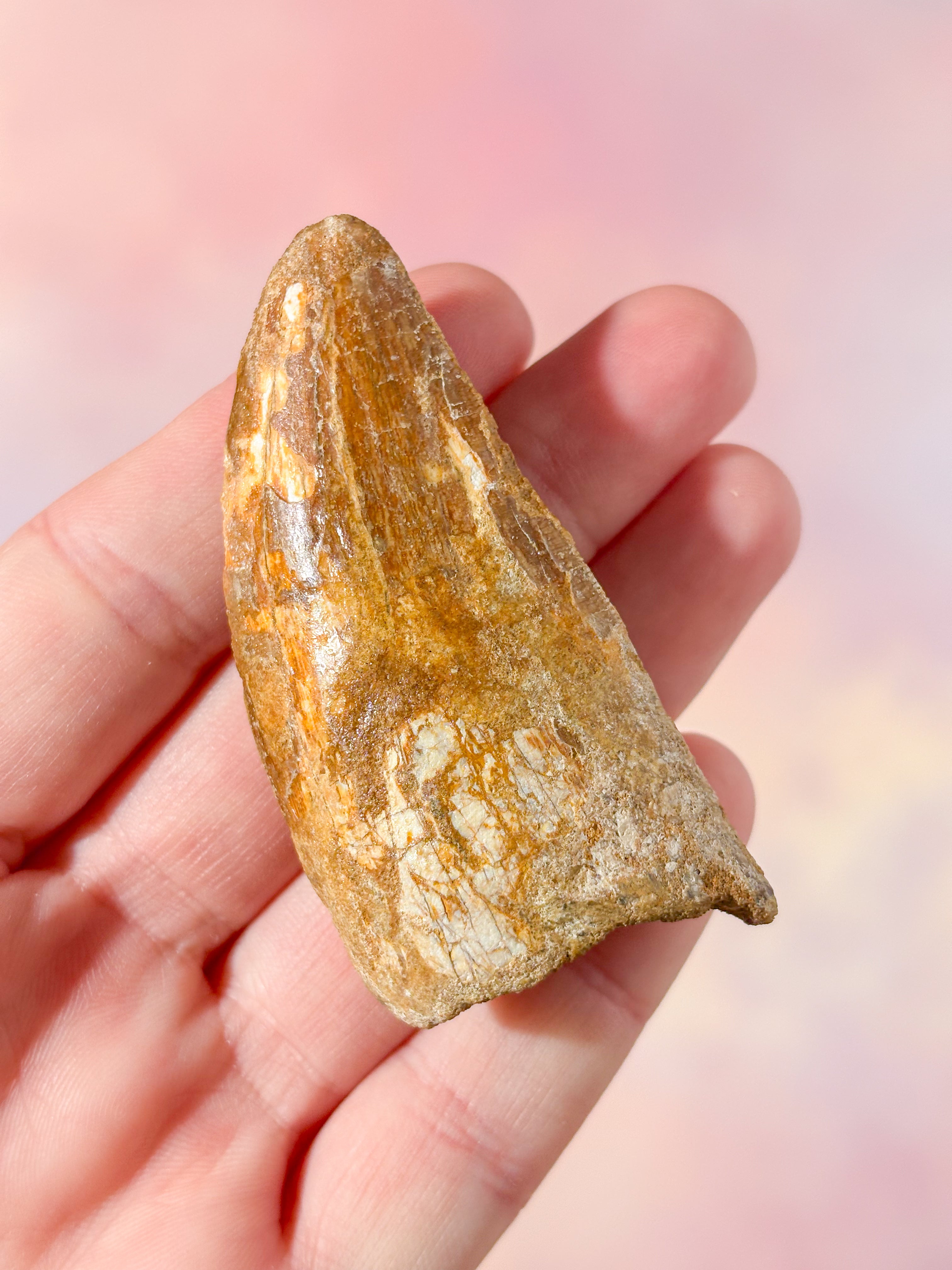 Stor Carcharodontosaurus Tand Fossil (Nr. 5)