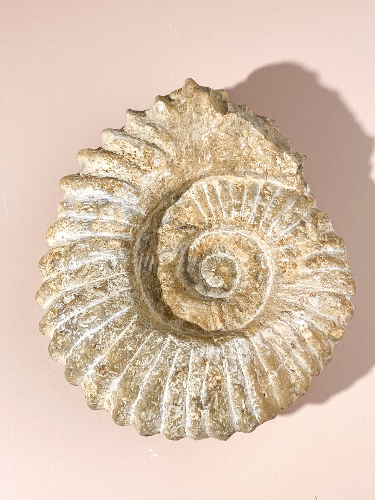 Stor Ammonit Fossil (Nr. 21)
