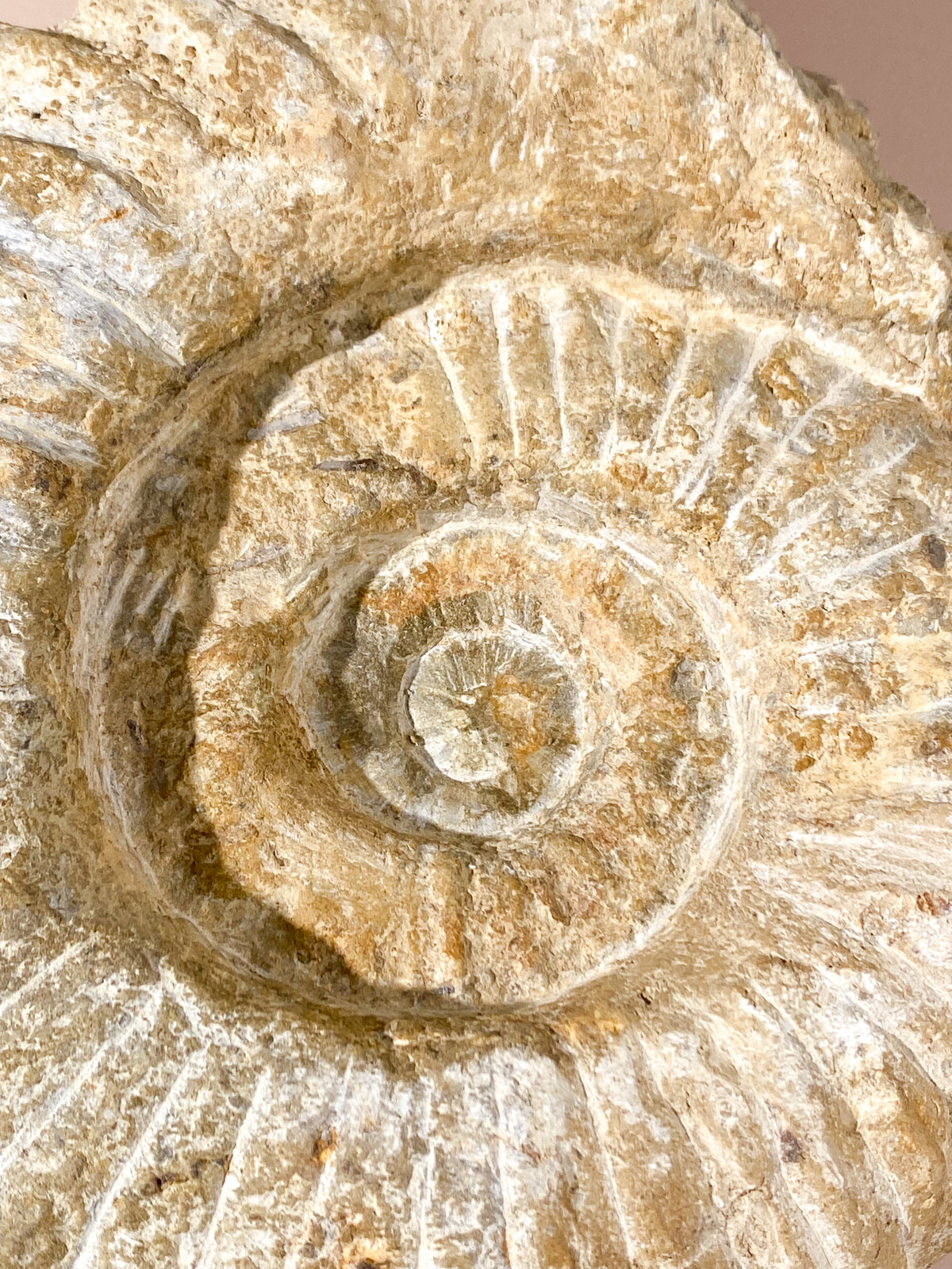 Stor Ammonit Fossil (Nr. 21)