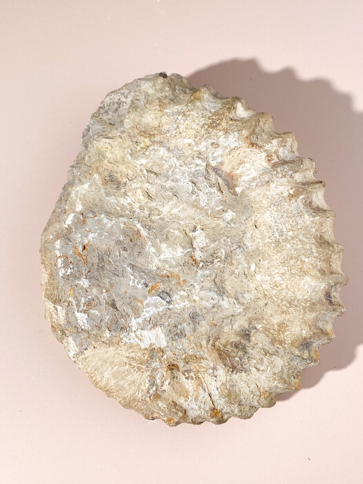 Stor Ammonit Fossil (Nr. 21)