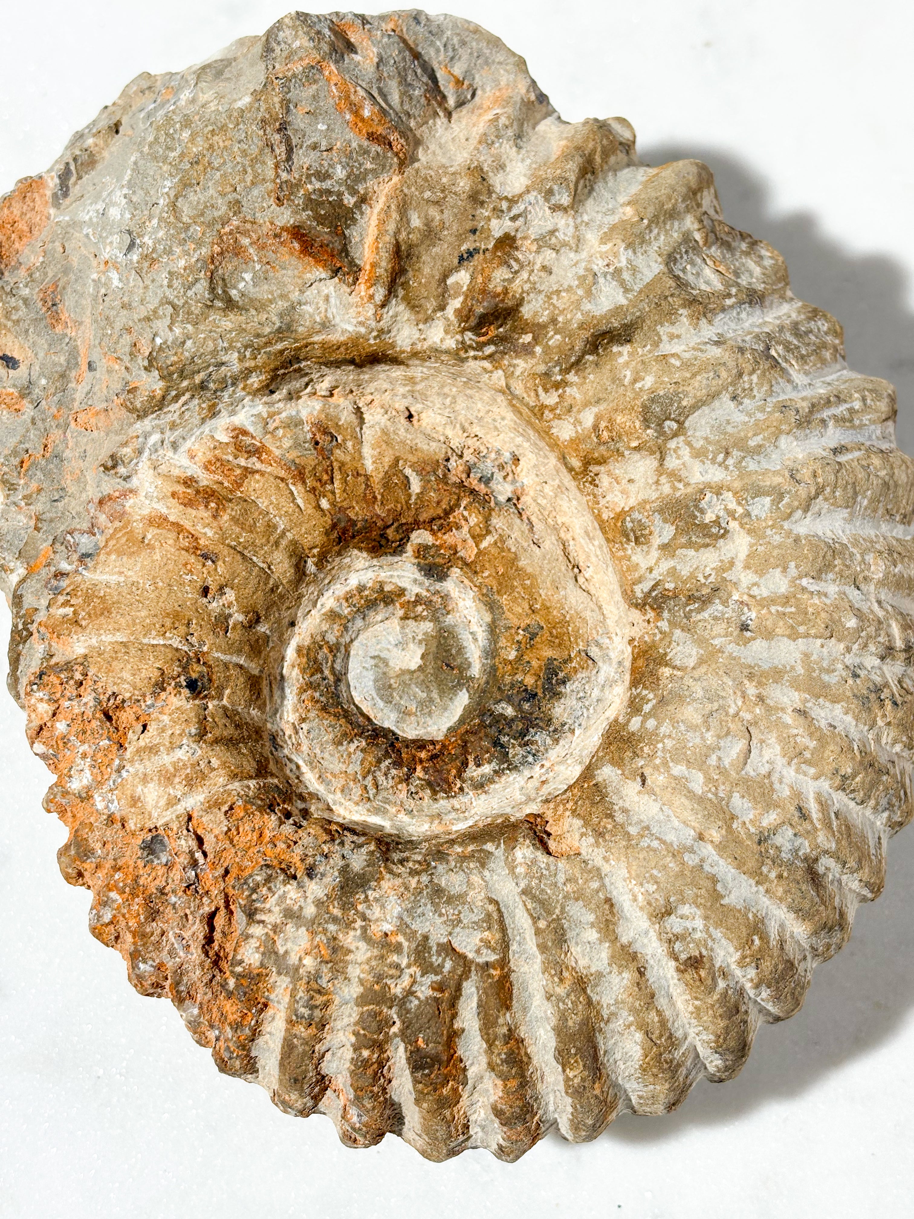 Stor Ammonit Fossil (Nr. 1)