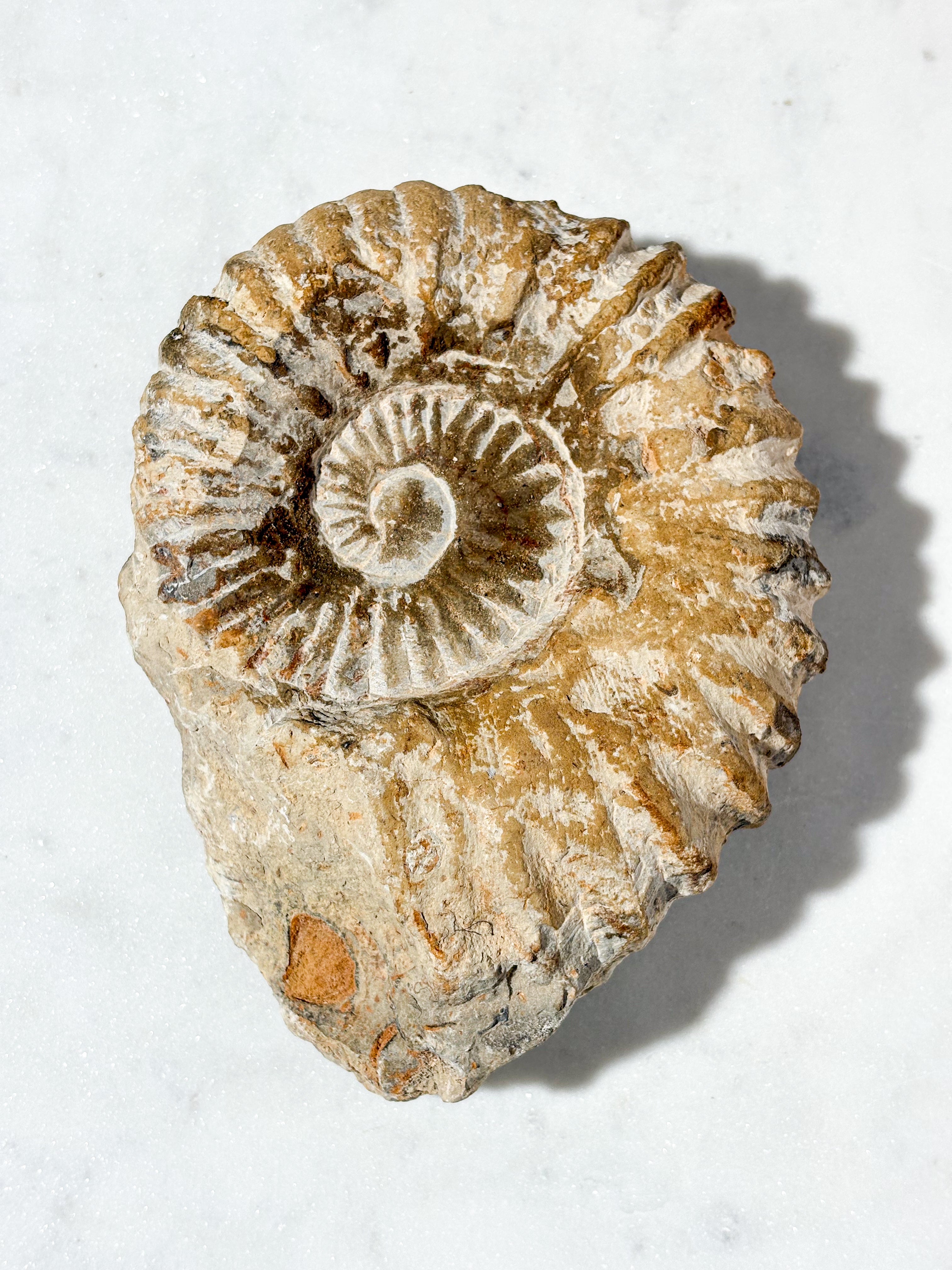 Stor Ammonit Fossil (Nr. 3)