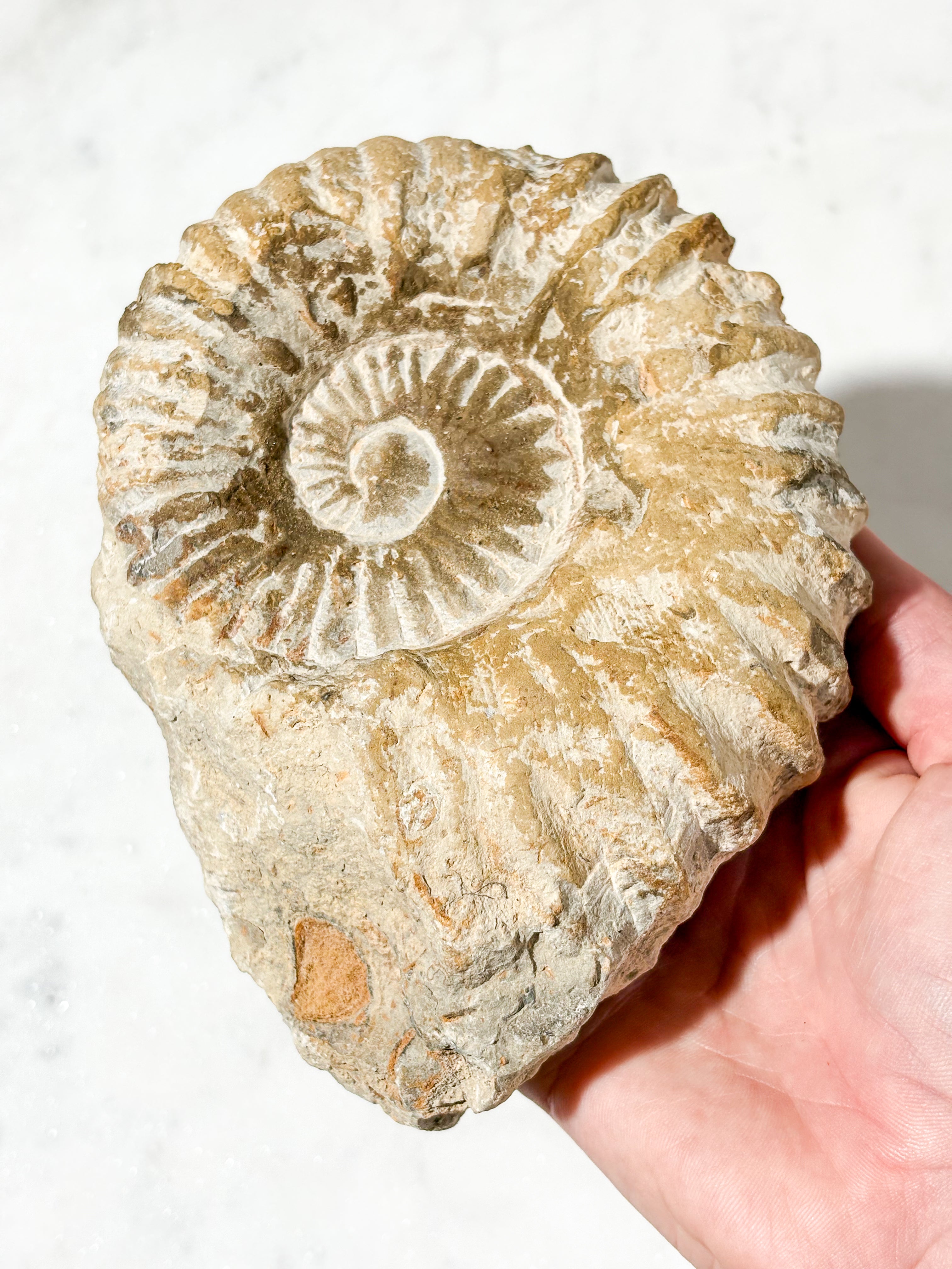 Stor Ammonit Fossil (Nr. 3)