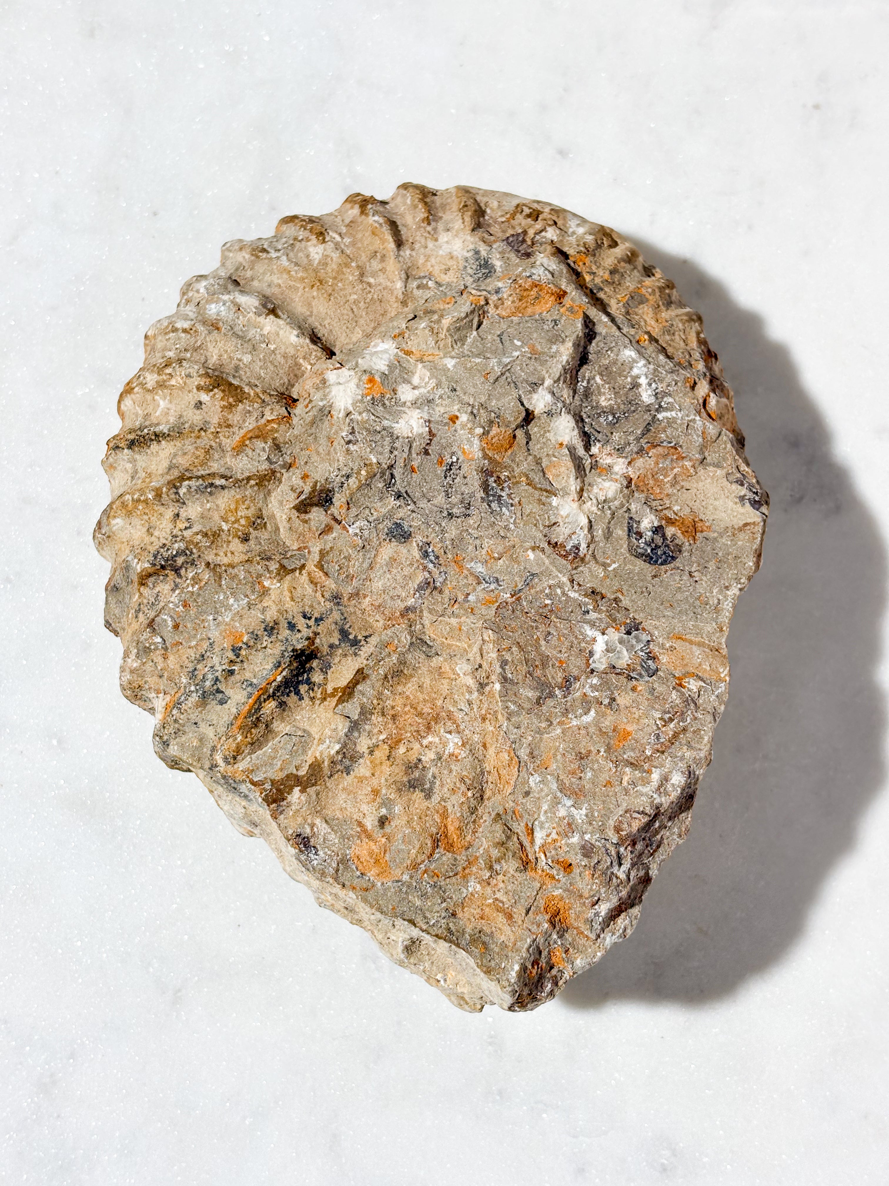 Stor Ammonit Fossil (Nr. 3)