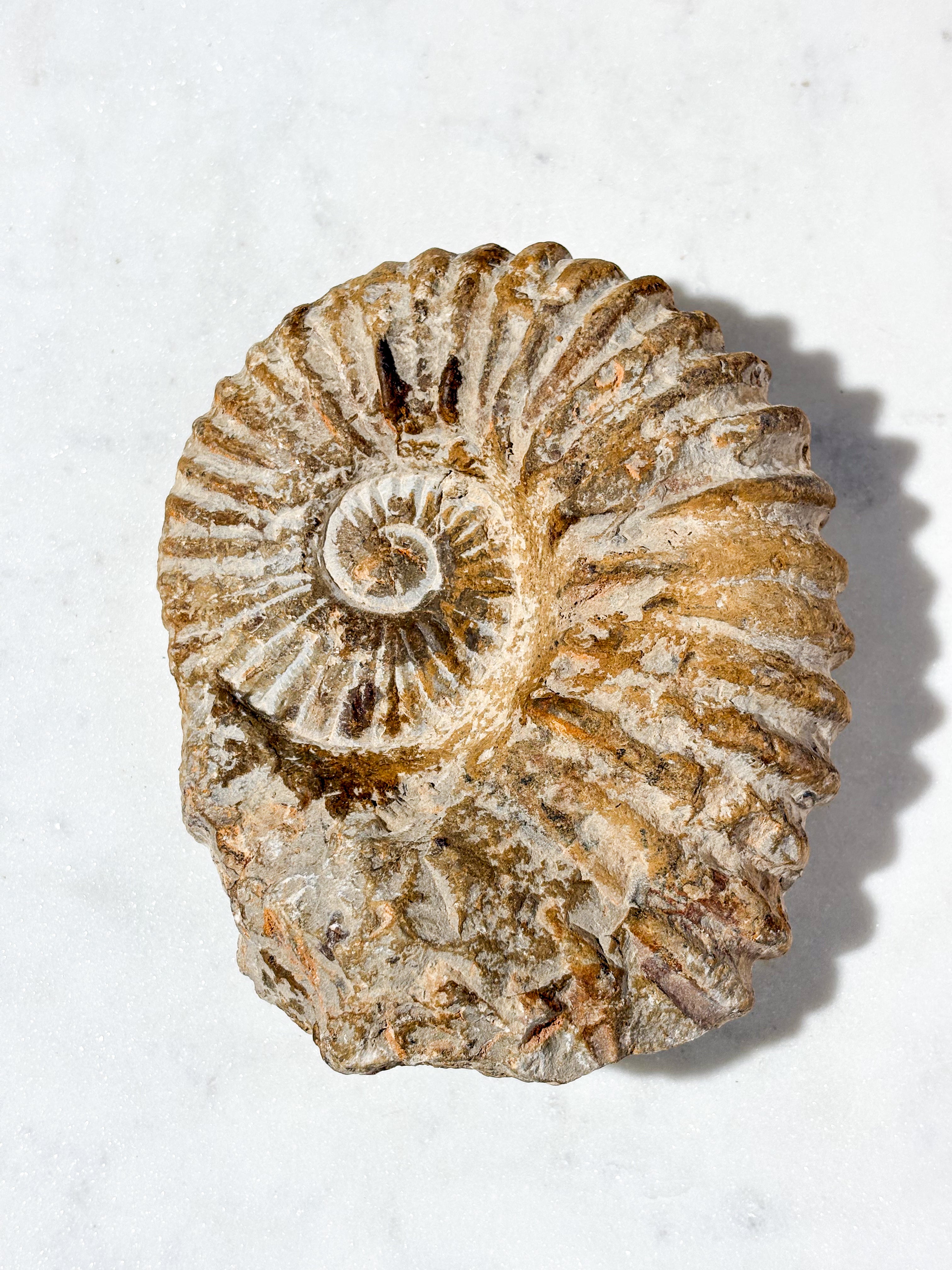 Stor Ammonit Fossil (Nr. 4)