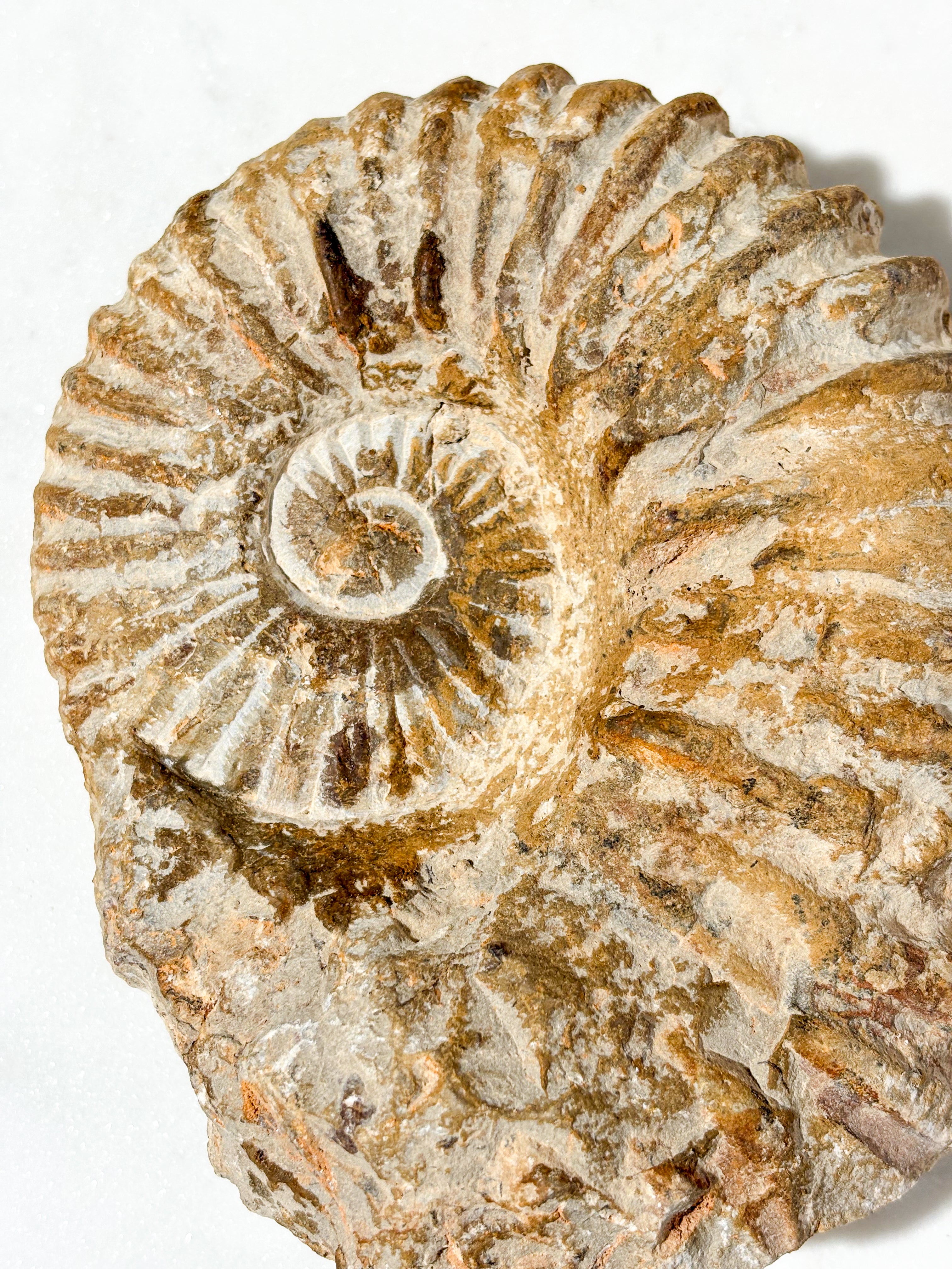 Stor Ammonit Fossil (Nr. 4)