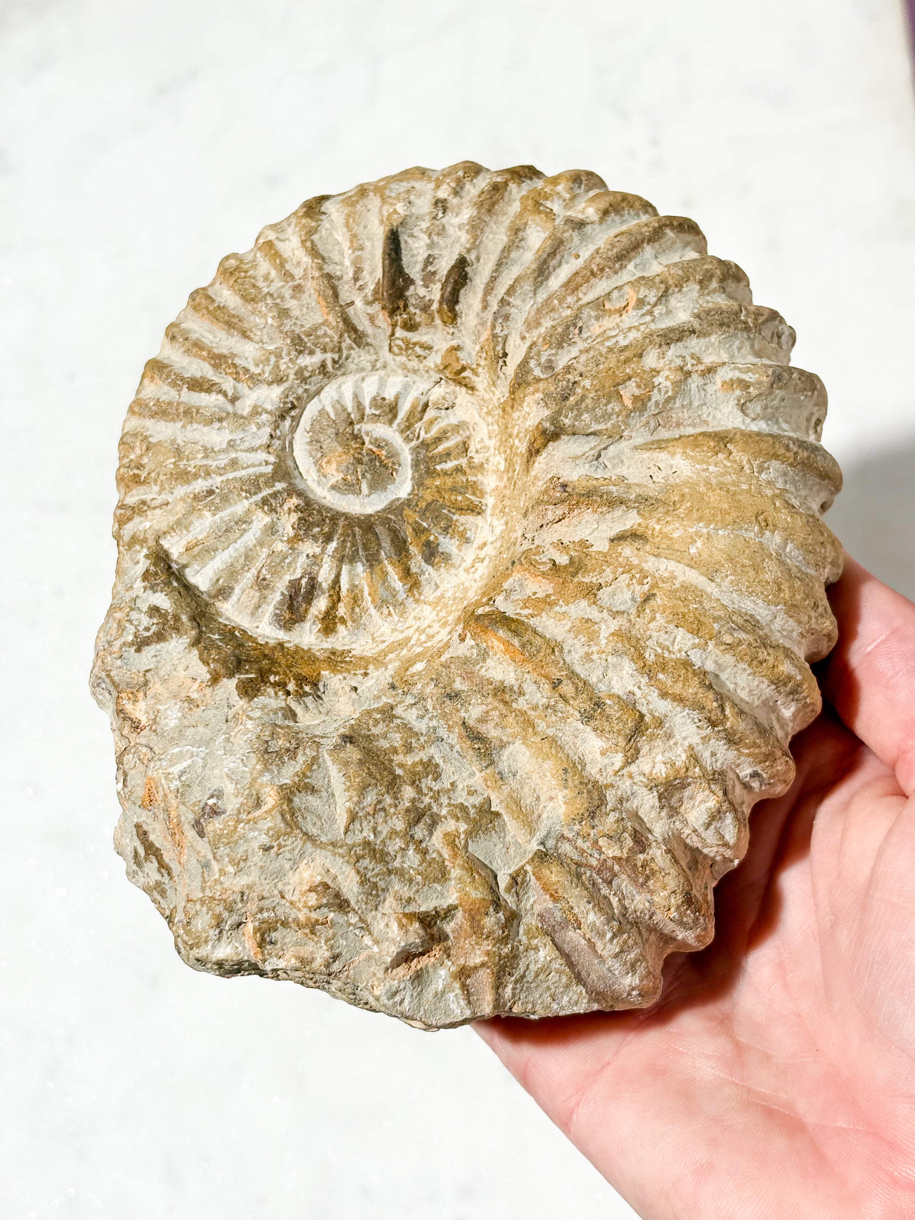 Stor Ammonit Fossil (Nr. 4)