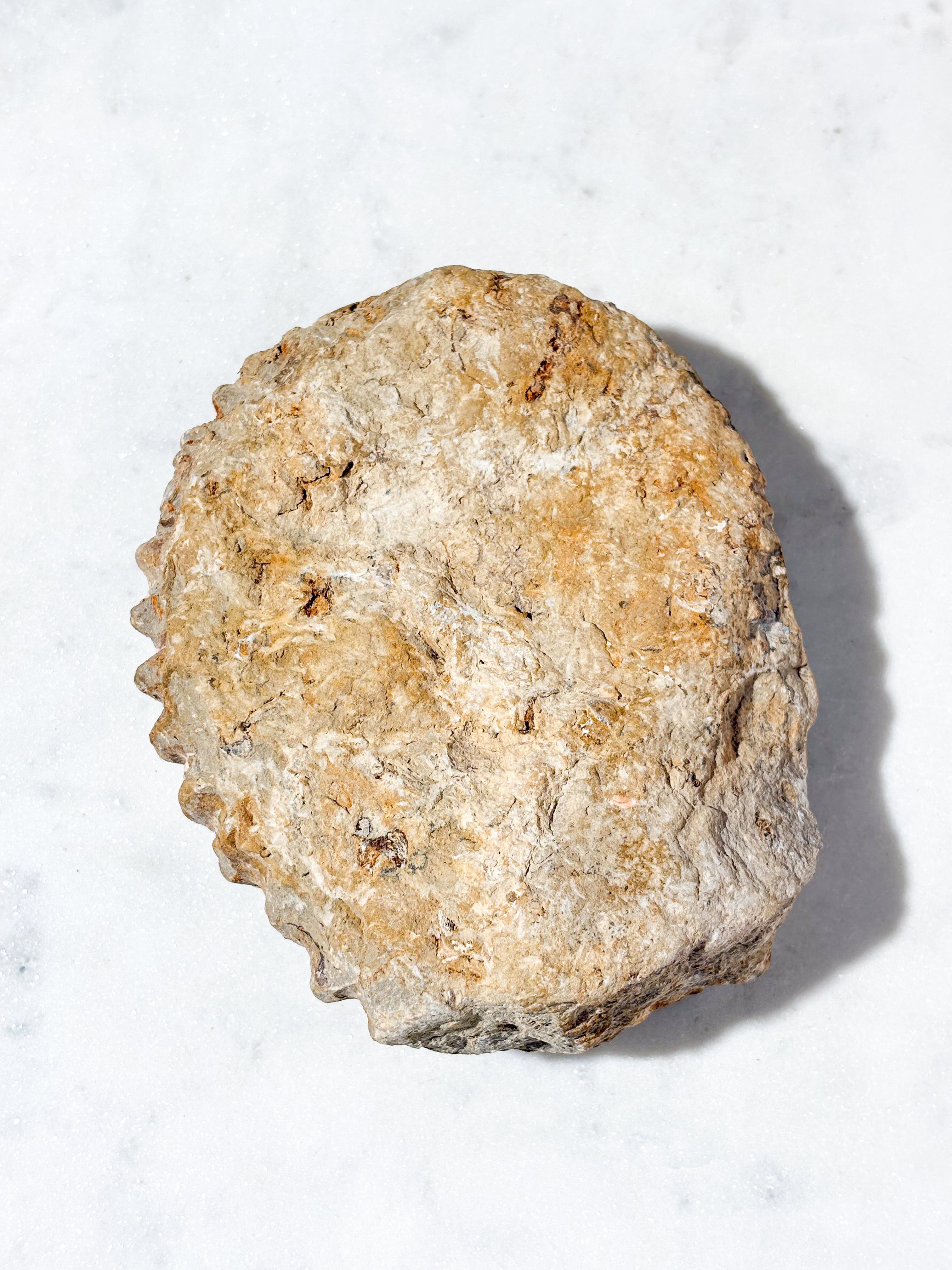 Stor Ammonit Fossil (Nr. 4)