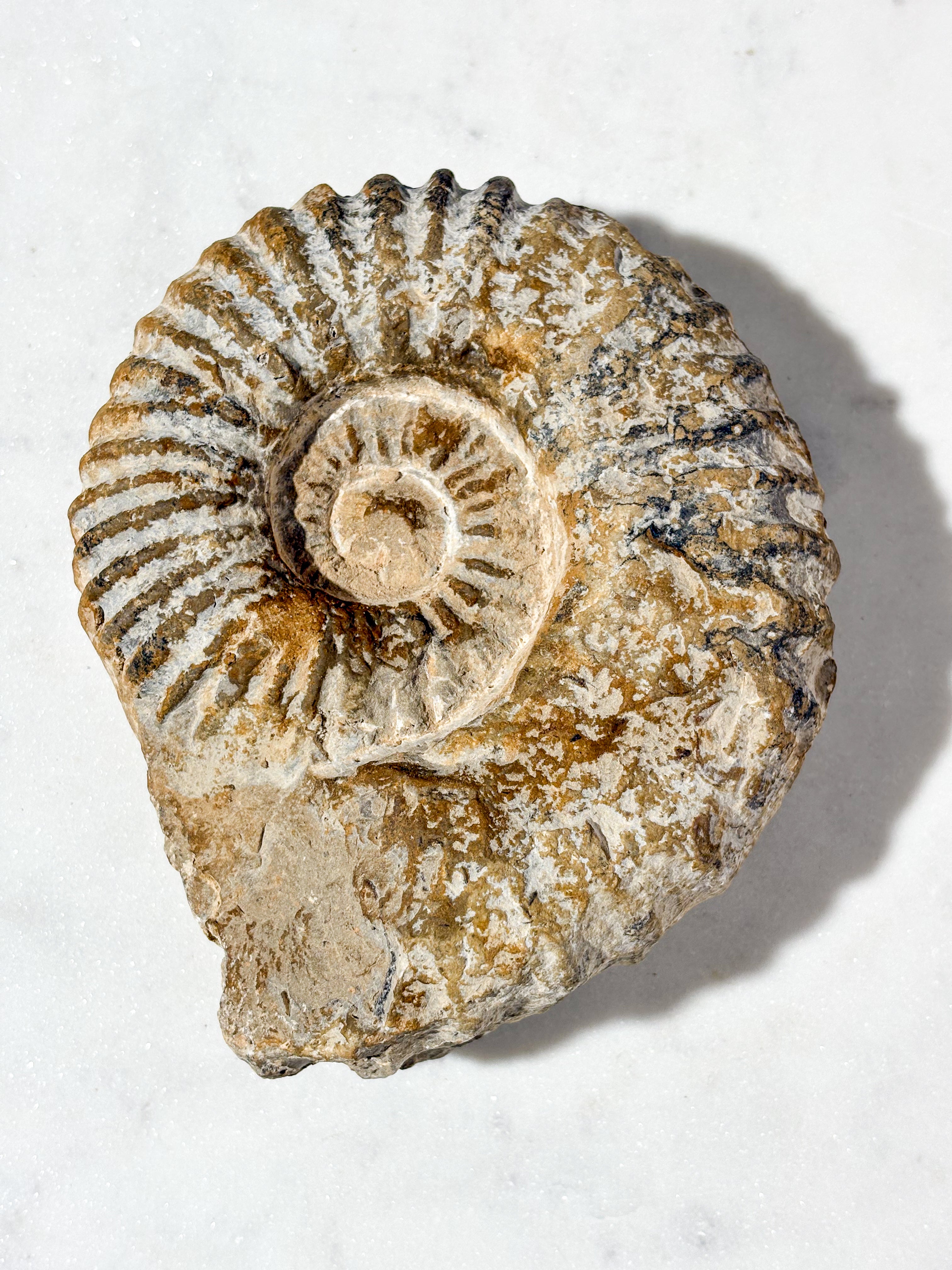 Stor Ammonit Fossil (Nr. 5)