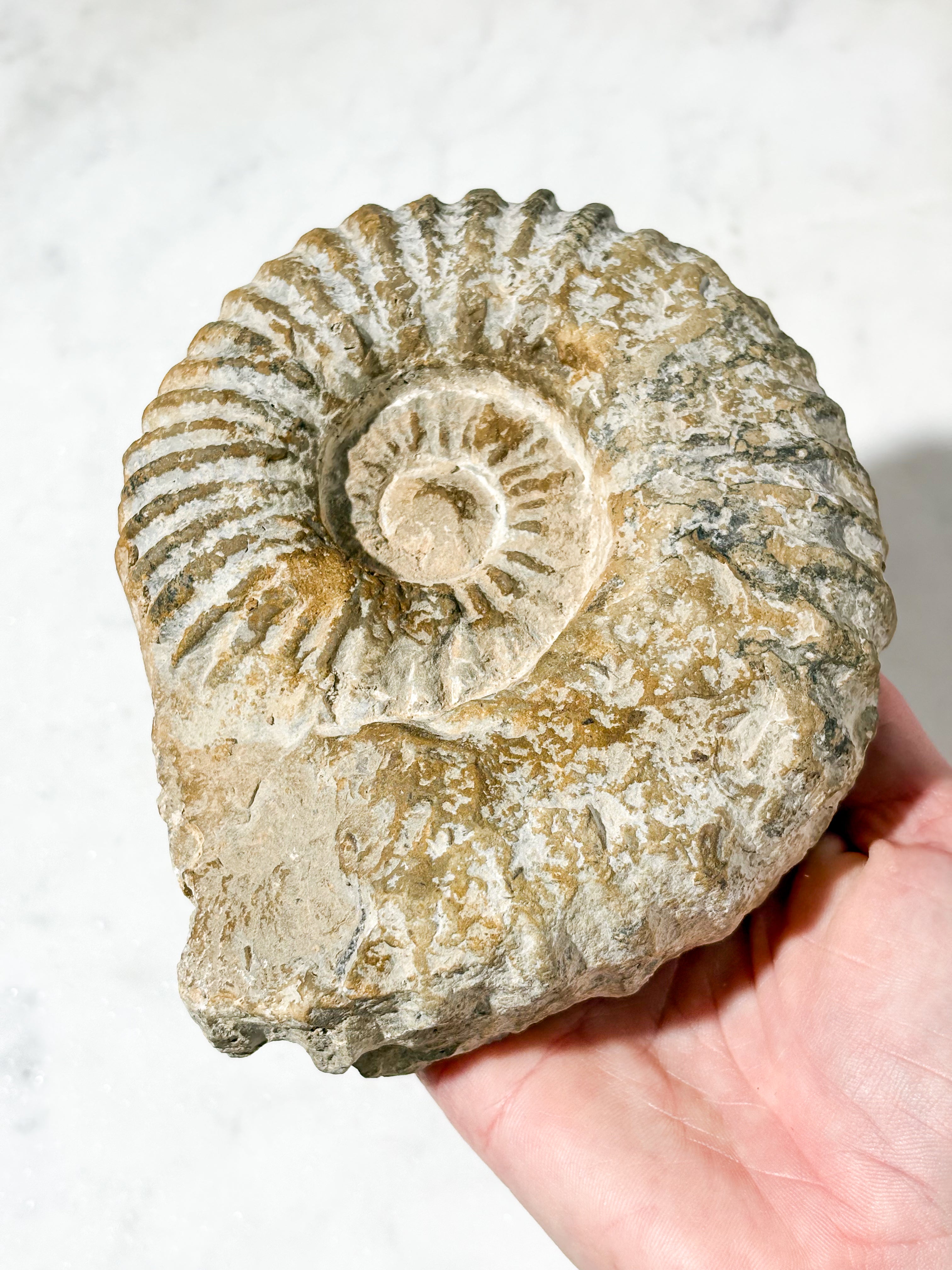 Stor Ammonit Fossil (Nr. 5)