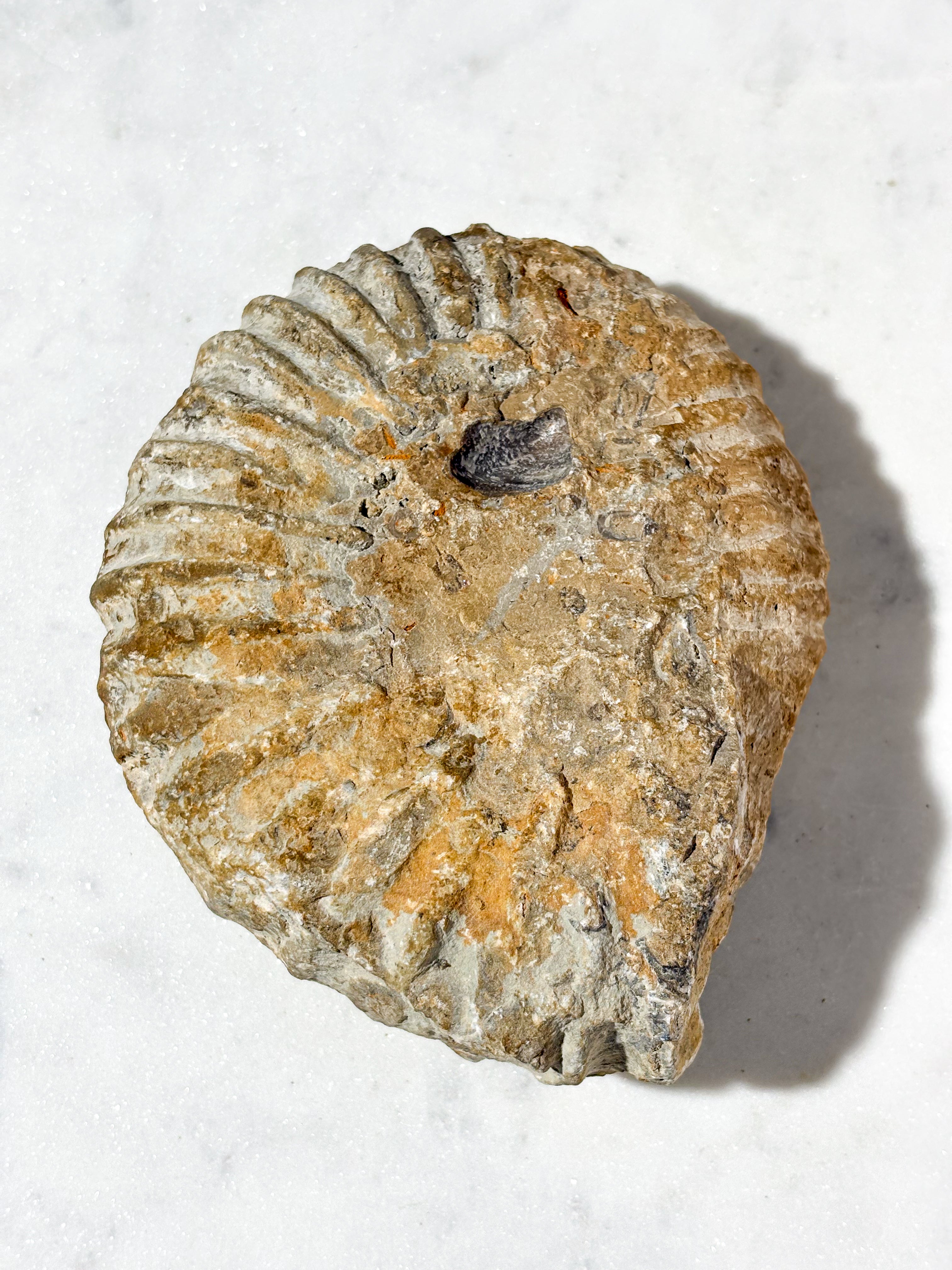 Stor Ammonit Fossil (Nr. 5)