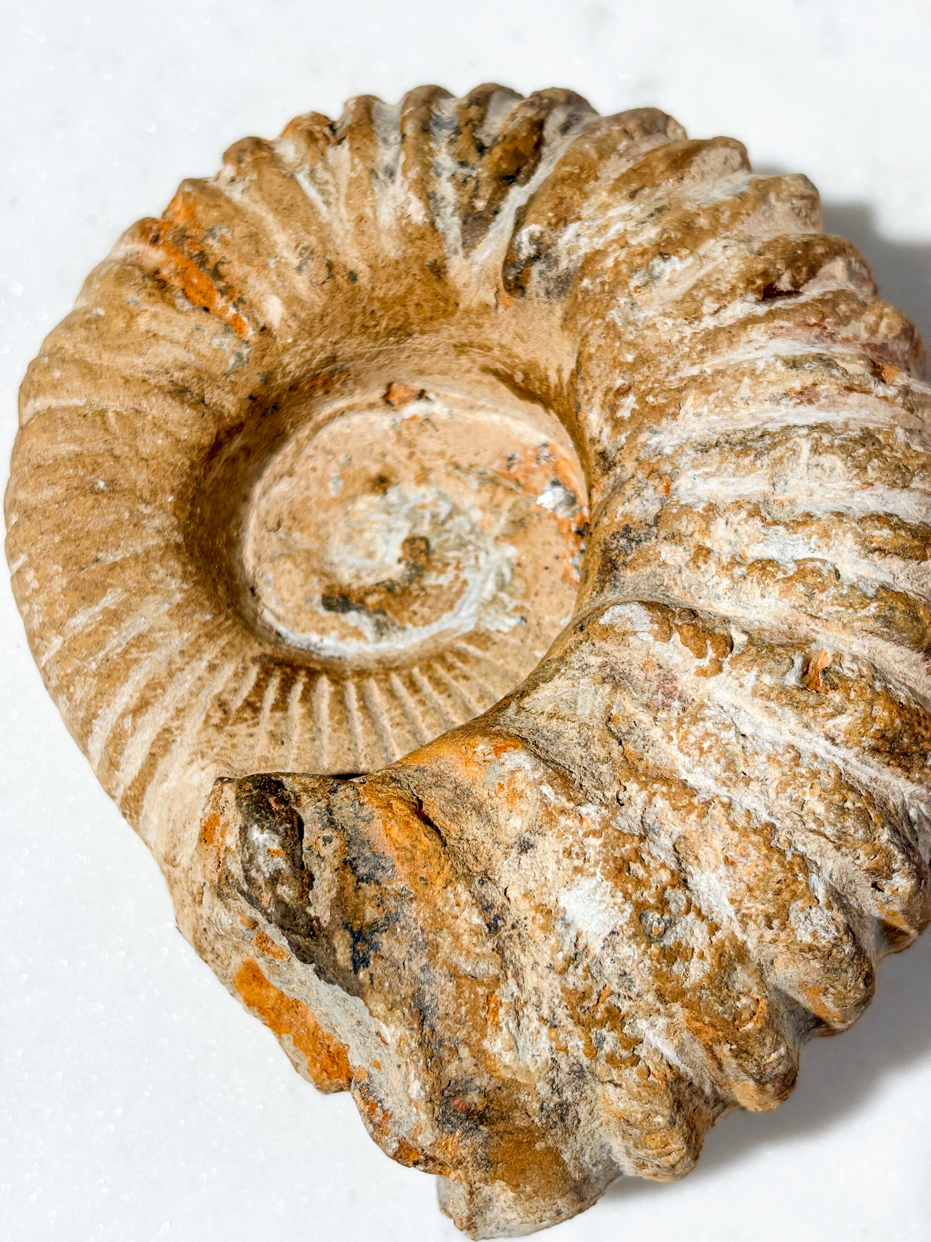 Stor Ammonit Fossil (Nr. 6)
