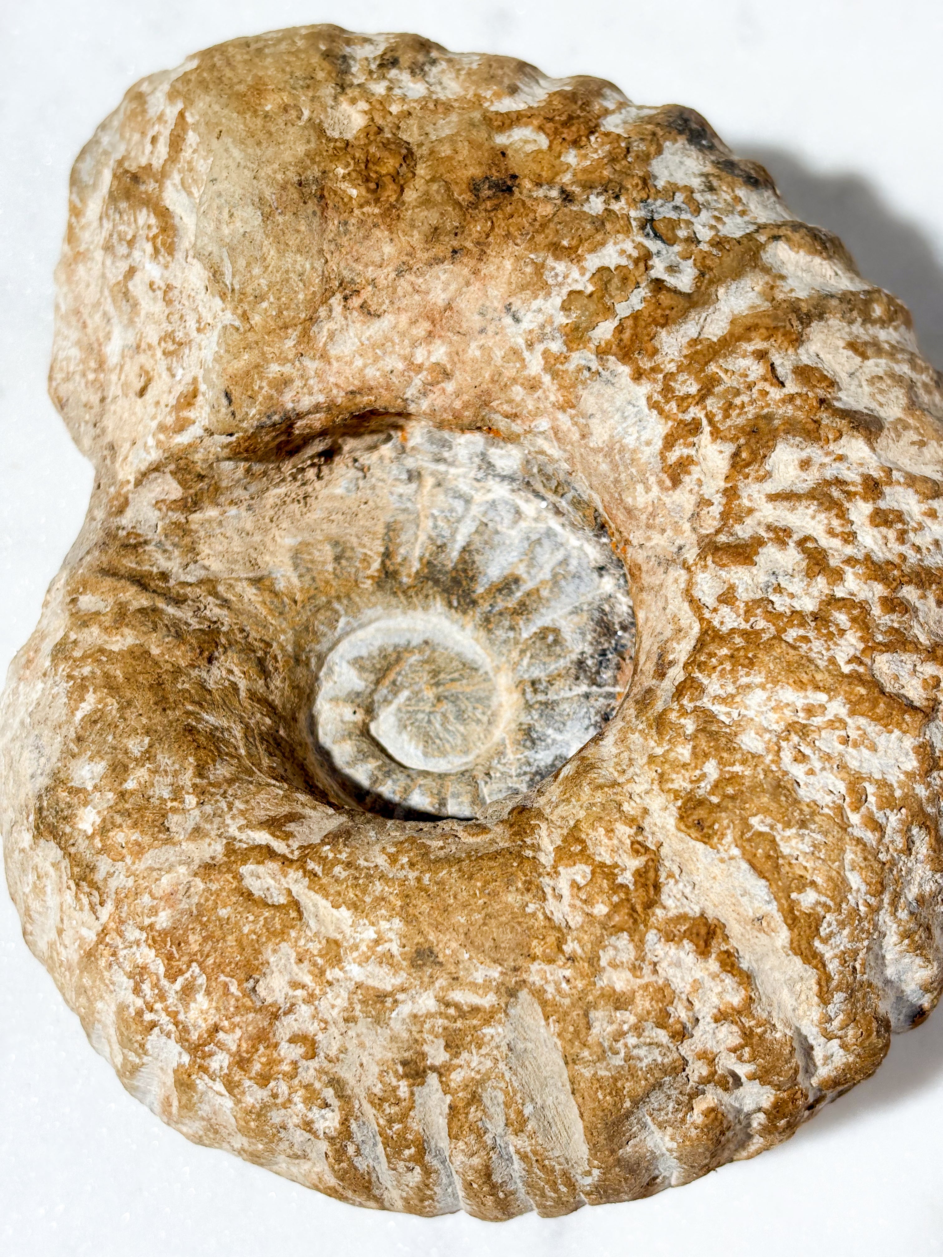 Stor Ammonit Fossil (Nr. 7)