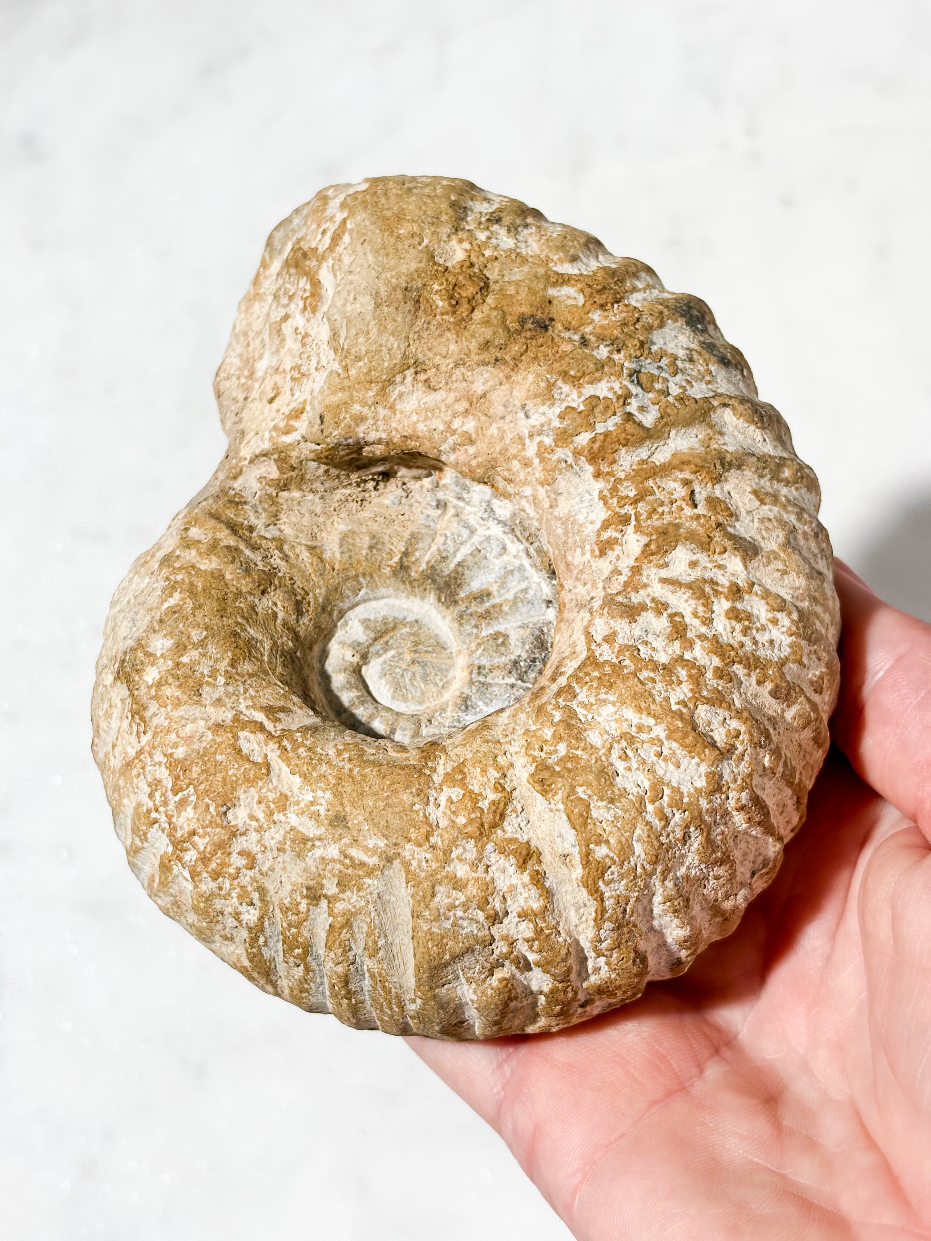 Stor Ammonit Fossil (Nr. 7)