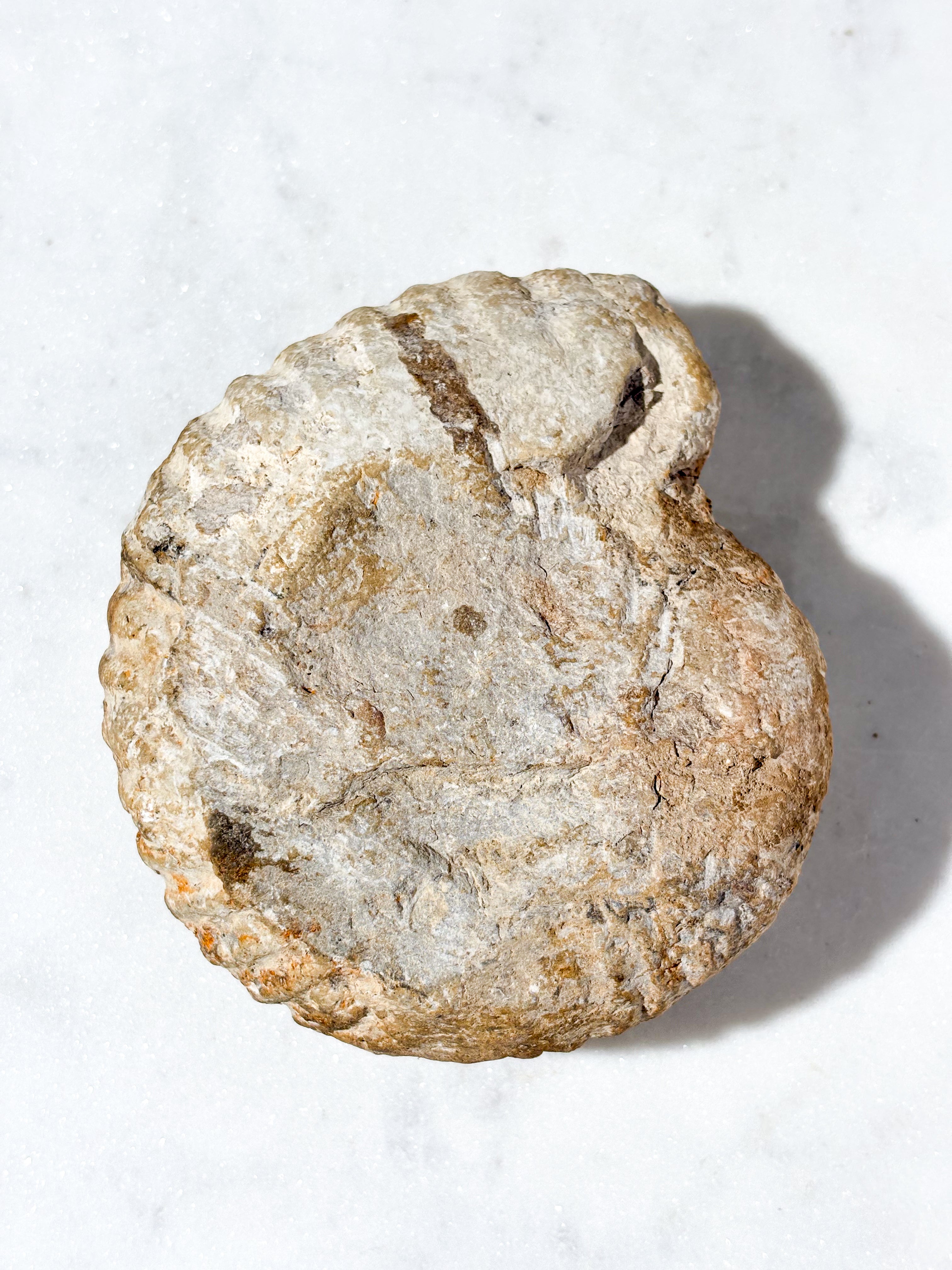 Stor Ammonit Fossil (Nr. 7)
