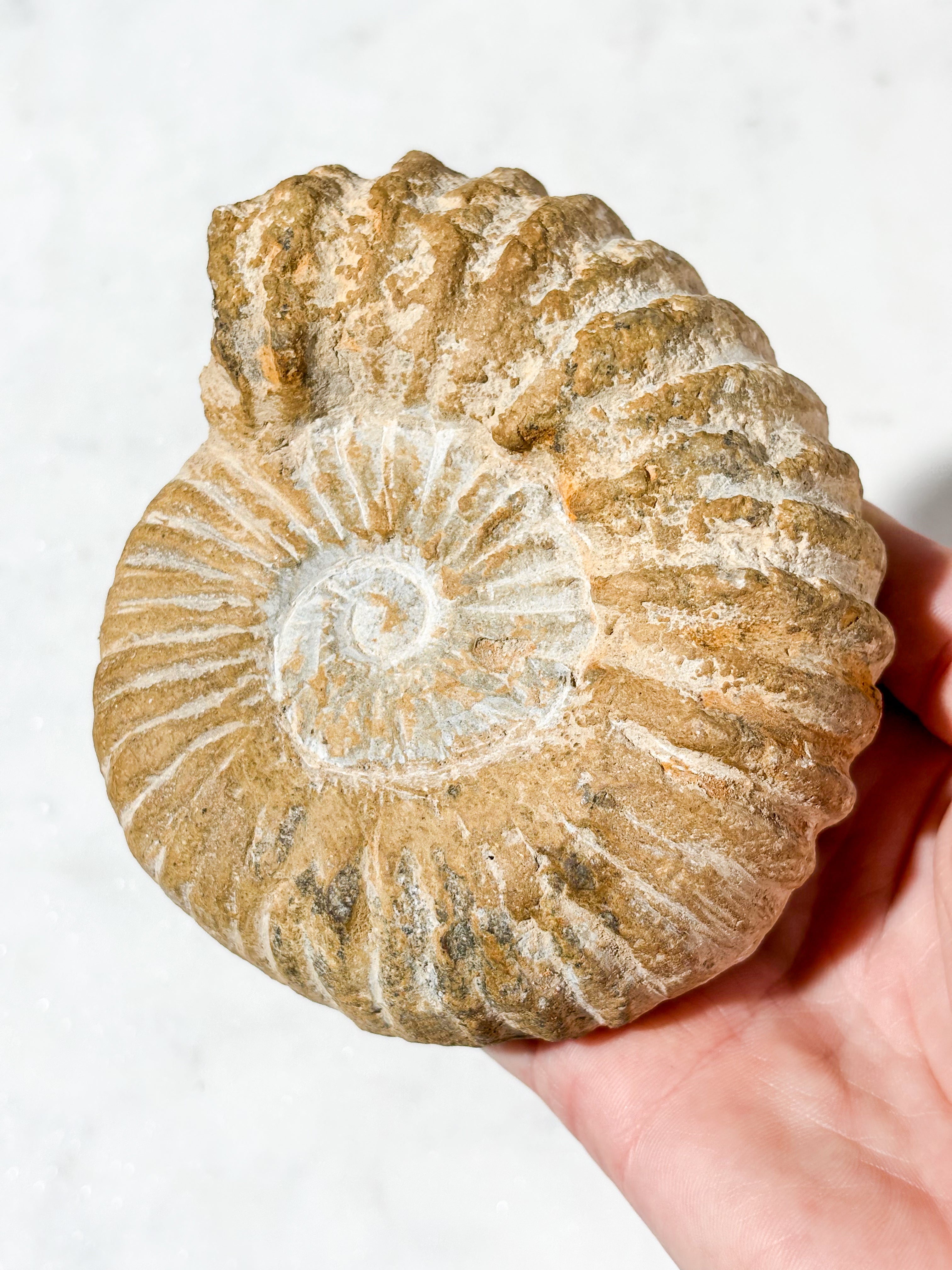 Stor Ammonit Fossil (Nr. 9)