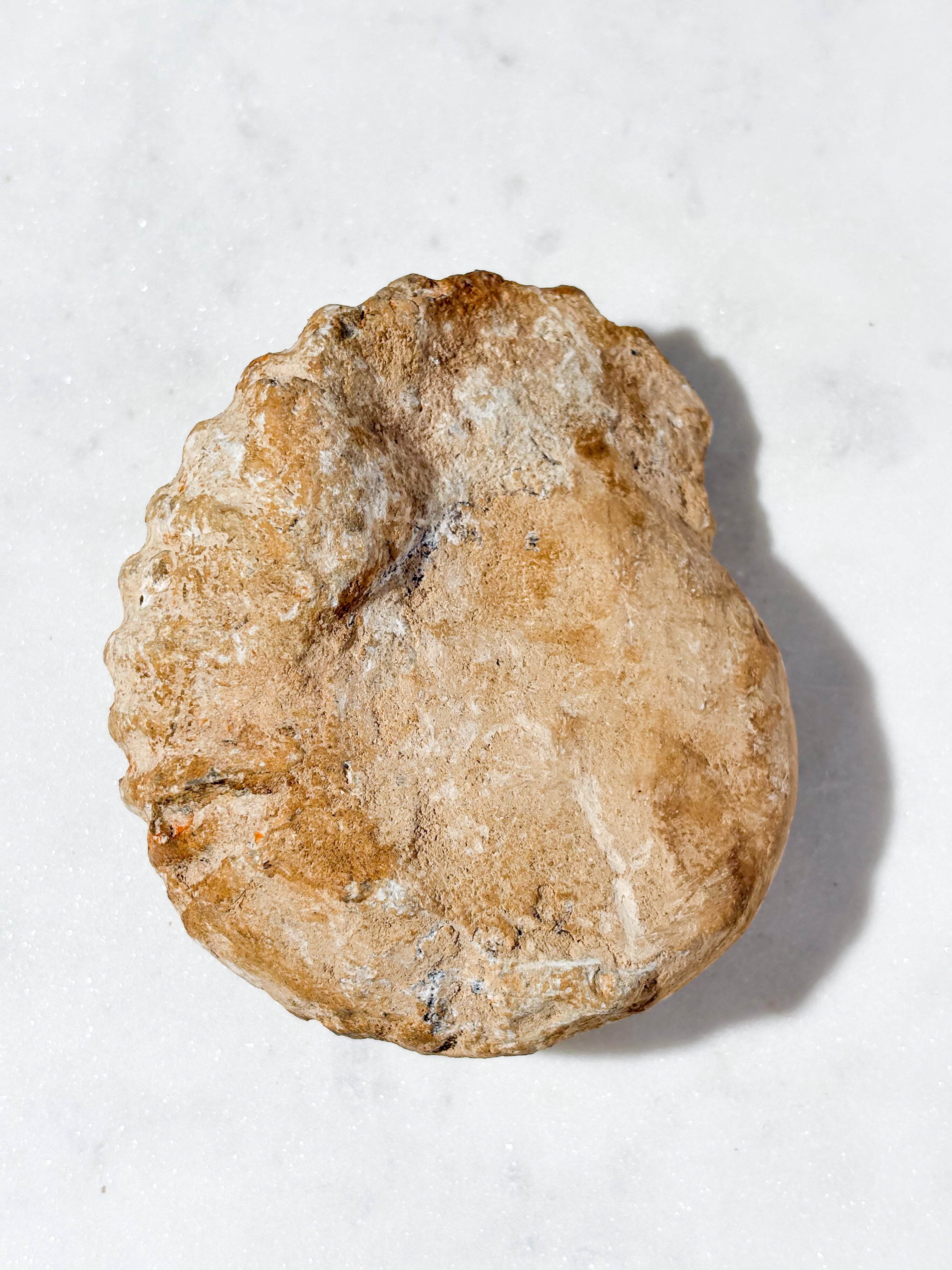 Stor Ammonit Fossil (Nr. 9)
