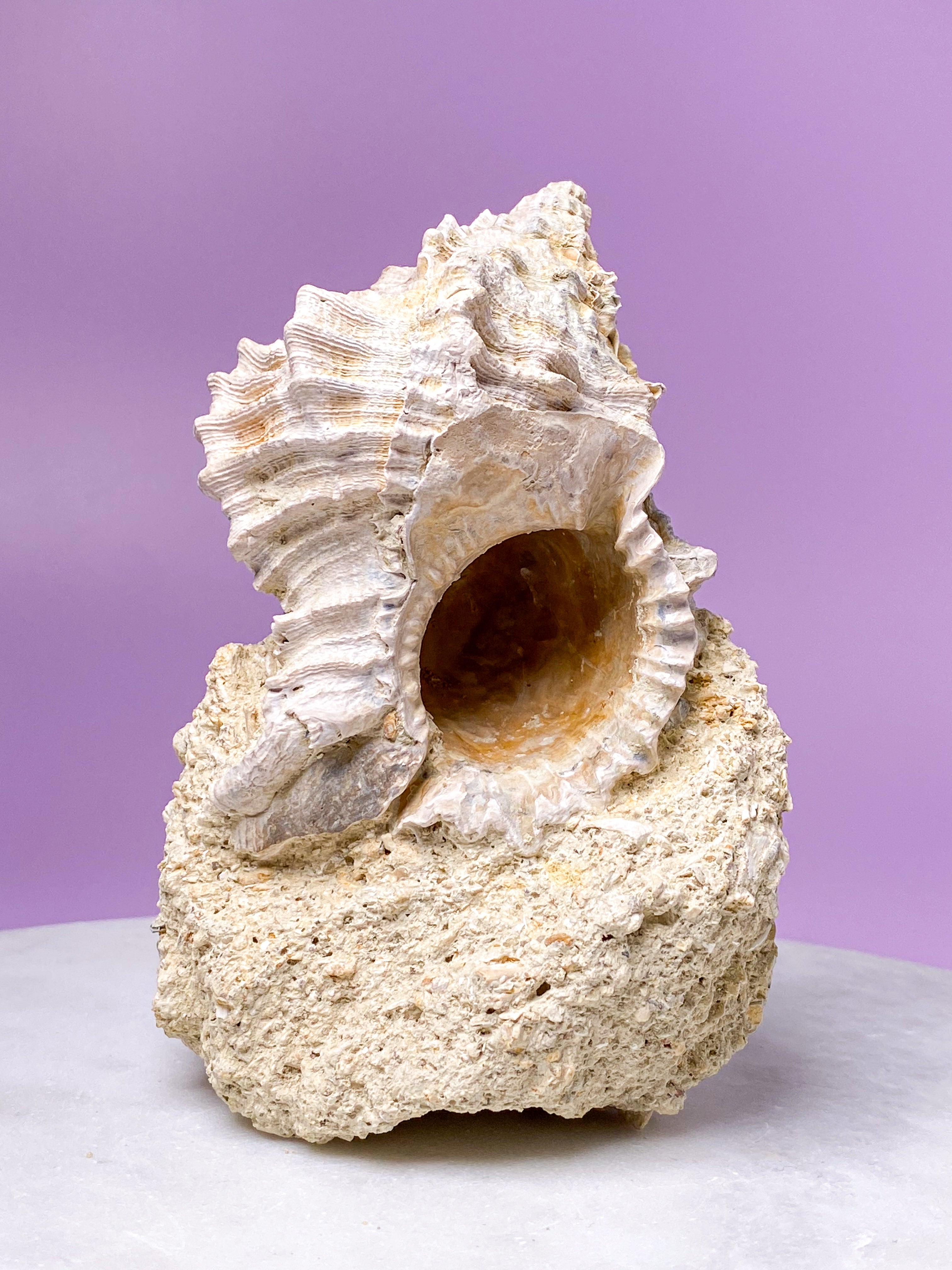 Konkylie Fossil Fra Frankrig (Nr. 5)