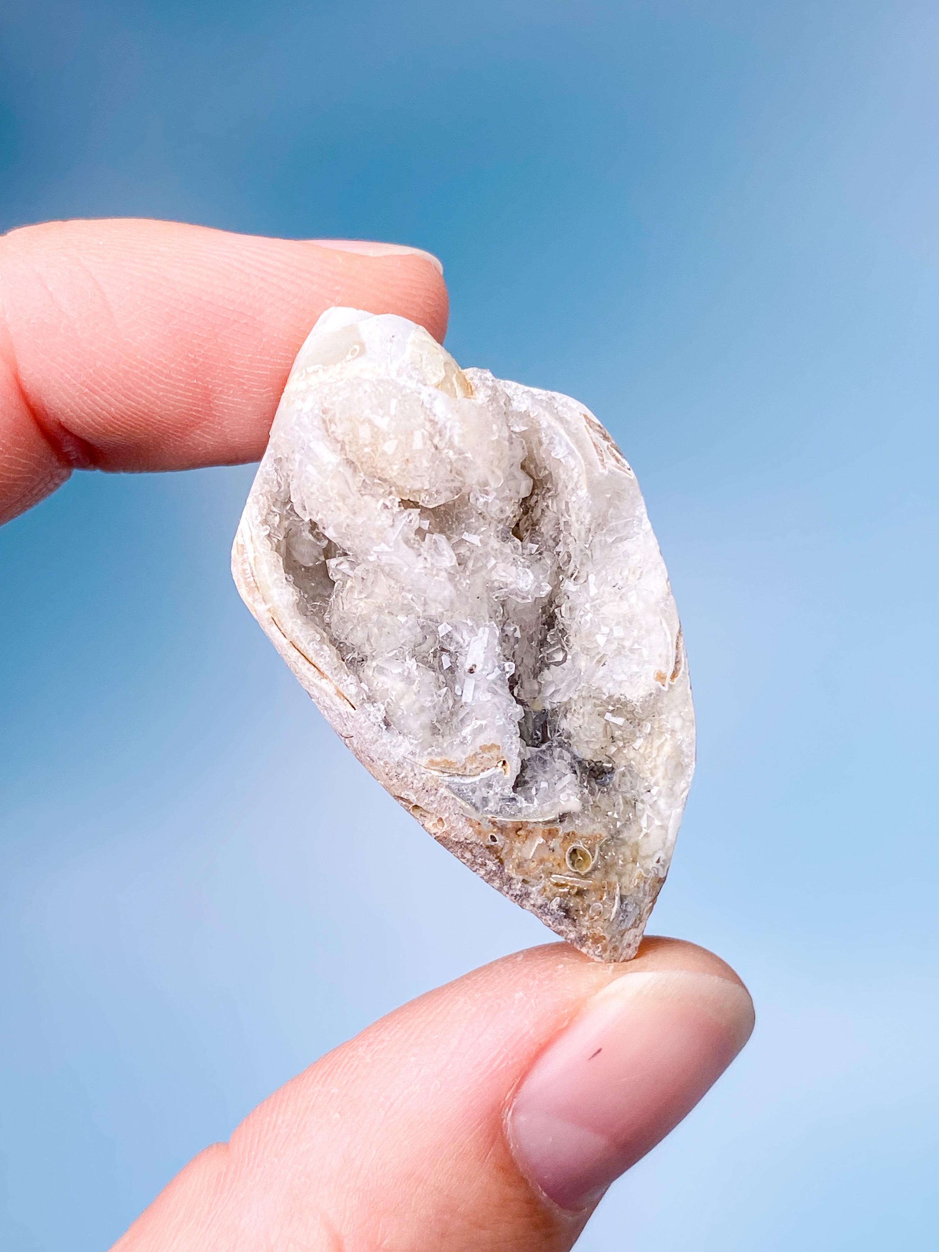Druzy Konkylie Fossil (Nr. 3)