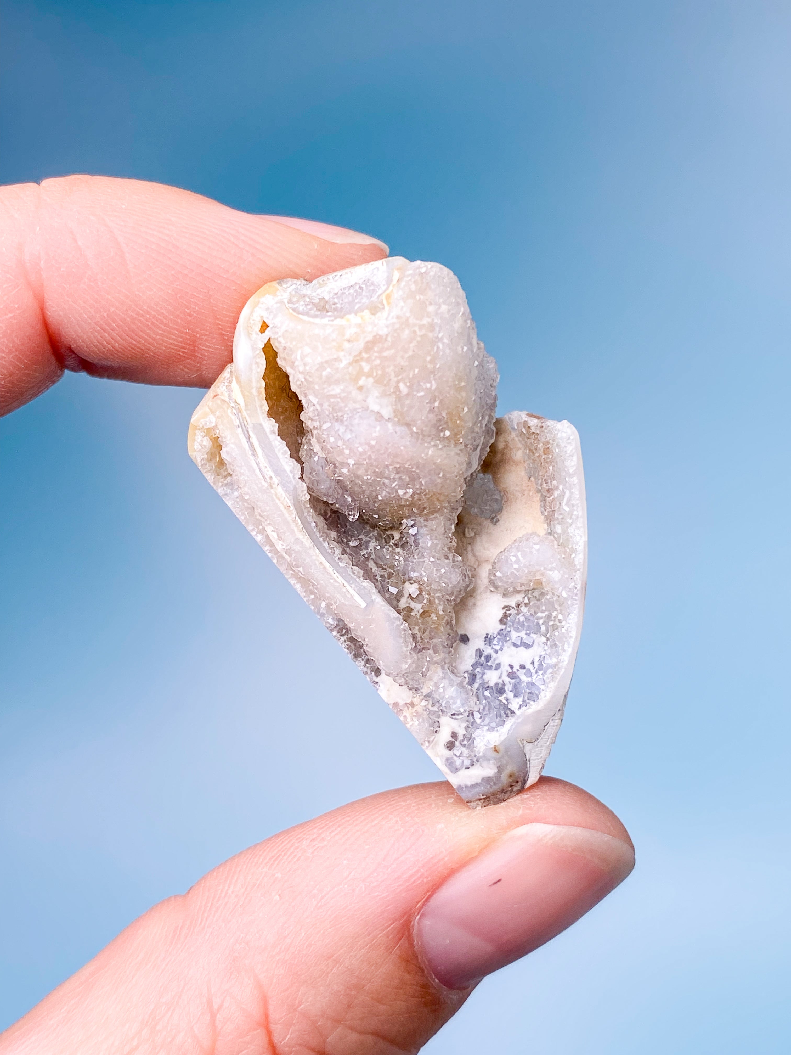 Druzy Konkylie Fossil (Nr. 4)