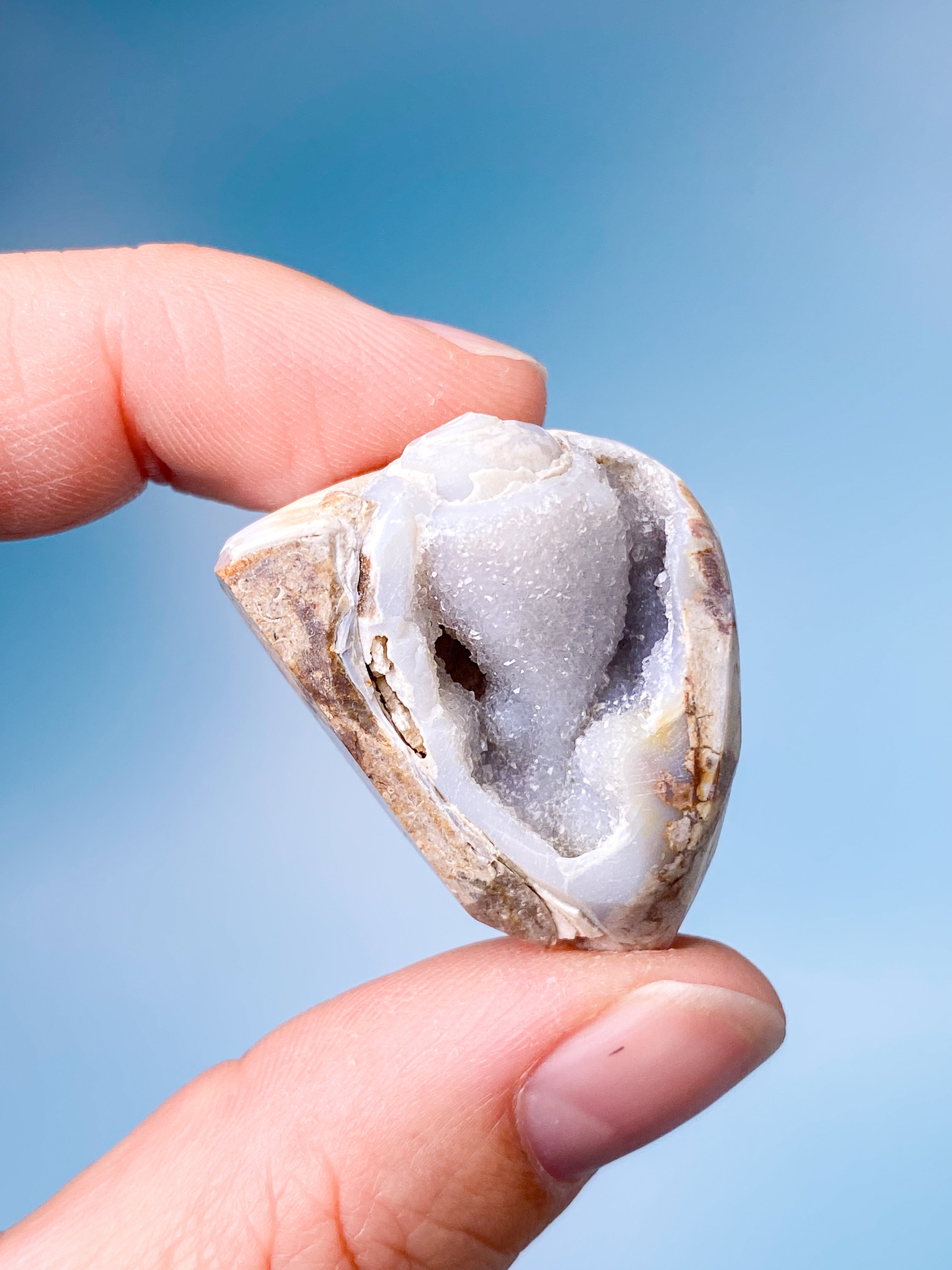 Druzy Konkylie Fossil (Nr. 5)