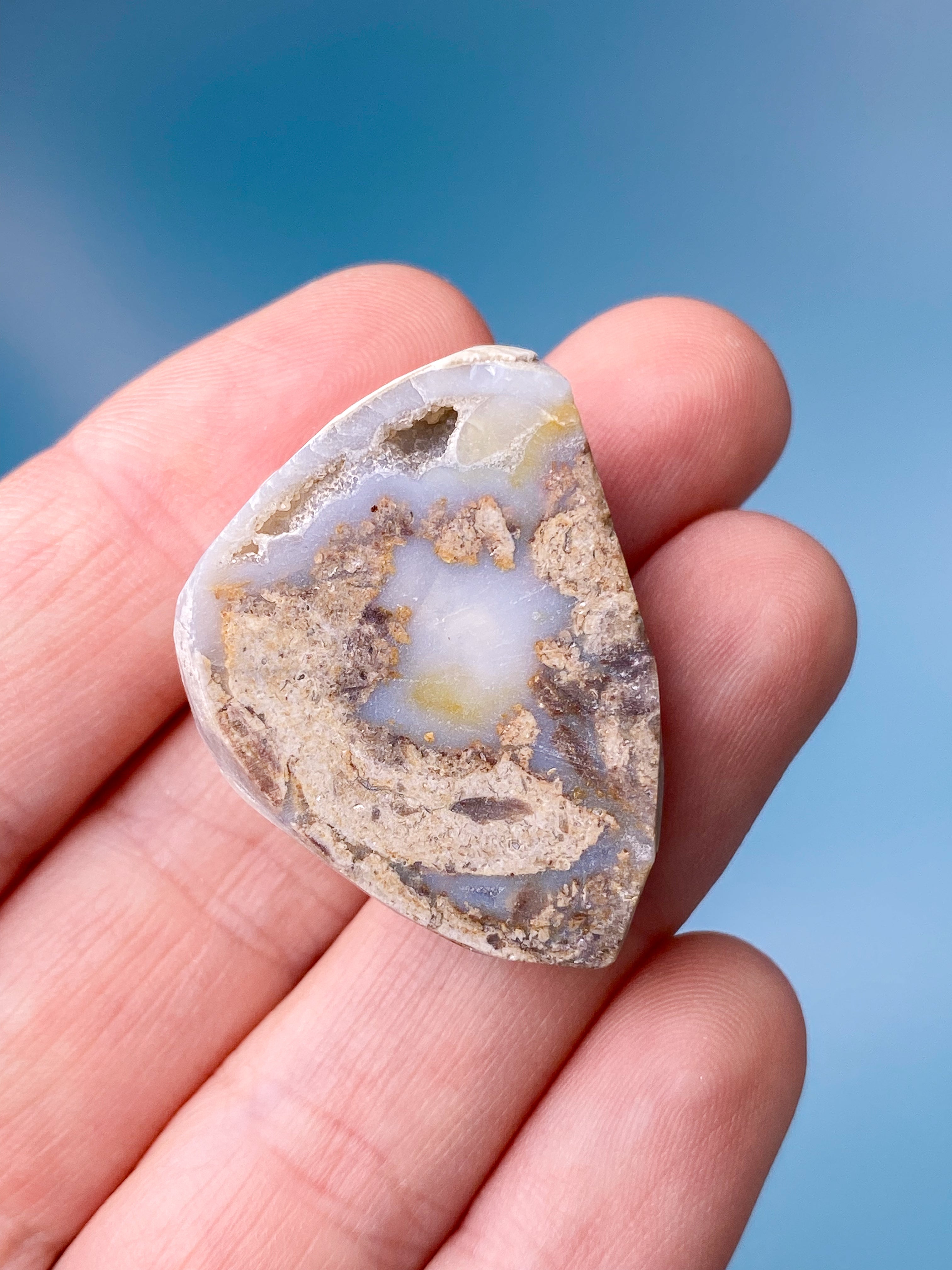 Druzy Konkylie Fossil (Nr. 5)