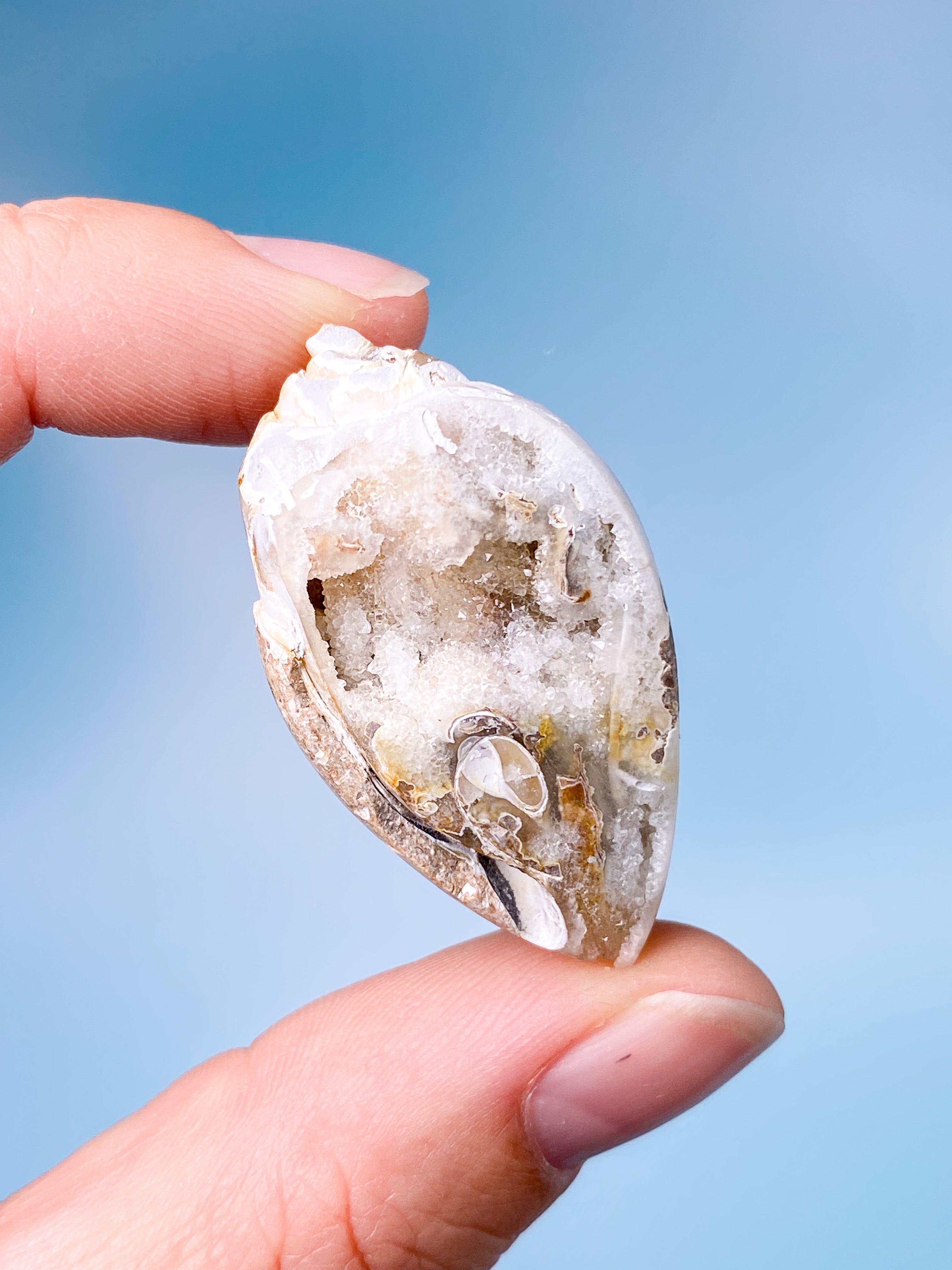 Druzy Konkylie Fossil (Nr. 9)