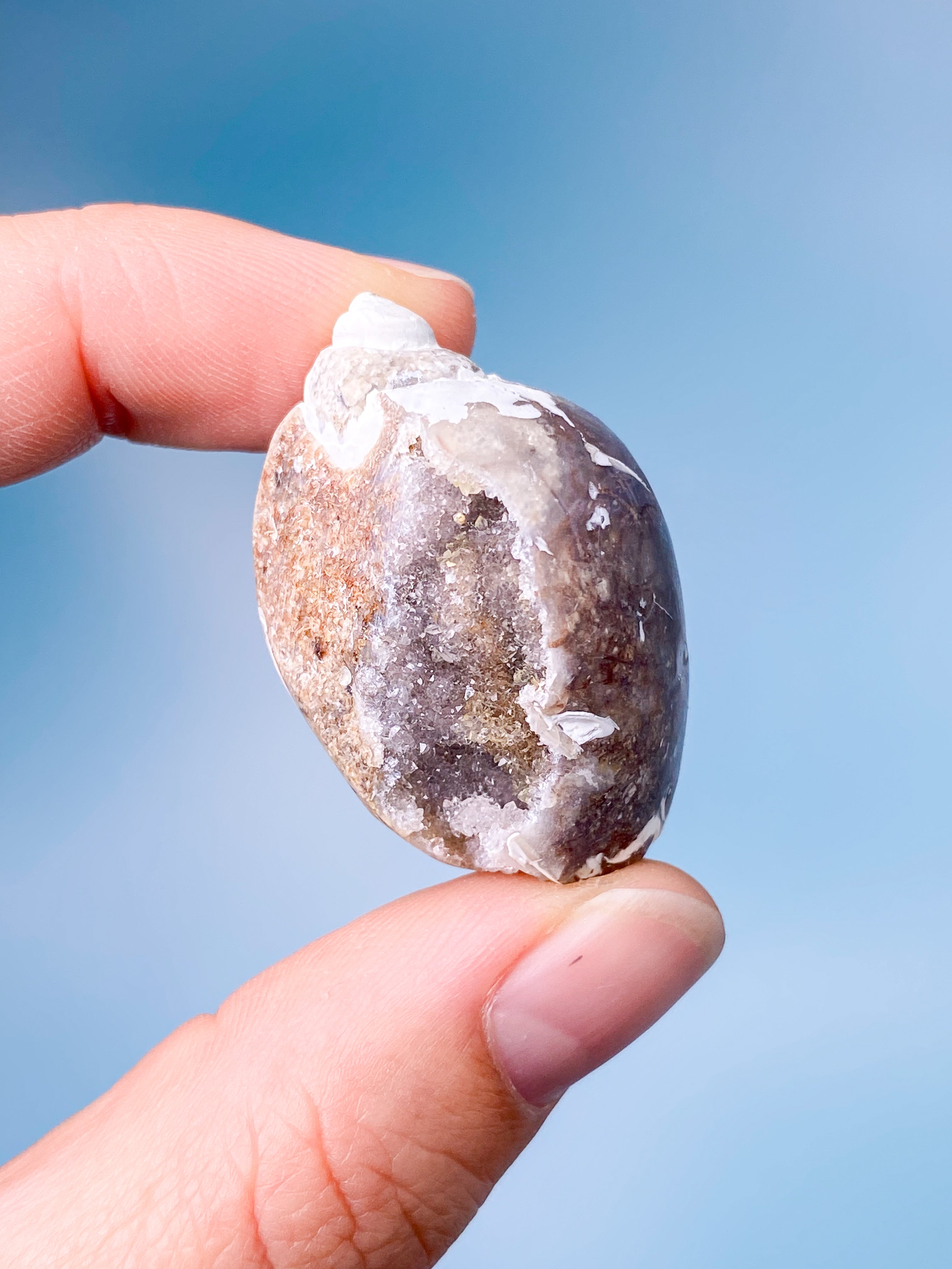 Druzy Konkylie Fossil (Nr. 10)