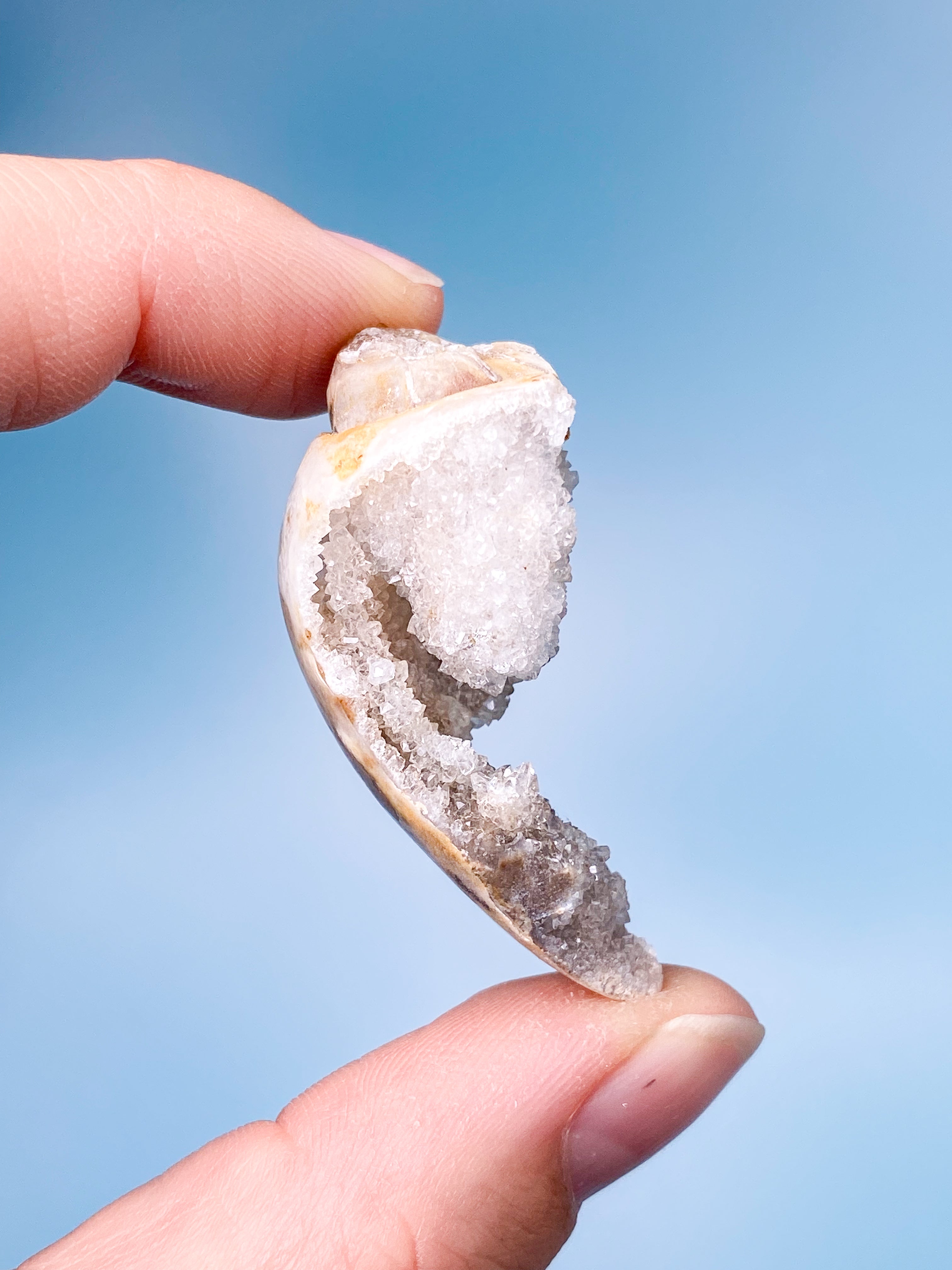 Druzy Konkylie Fossil (Nr. 18)