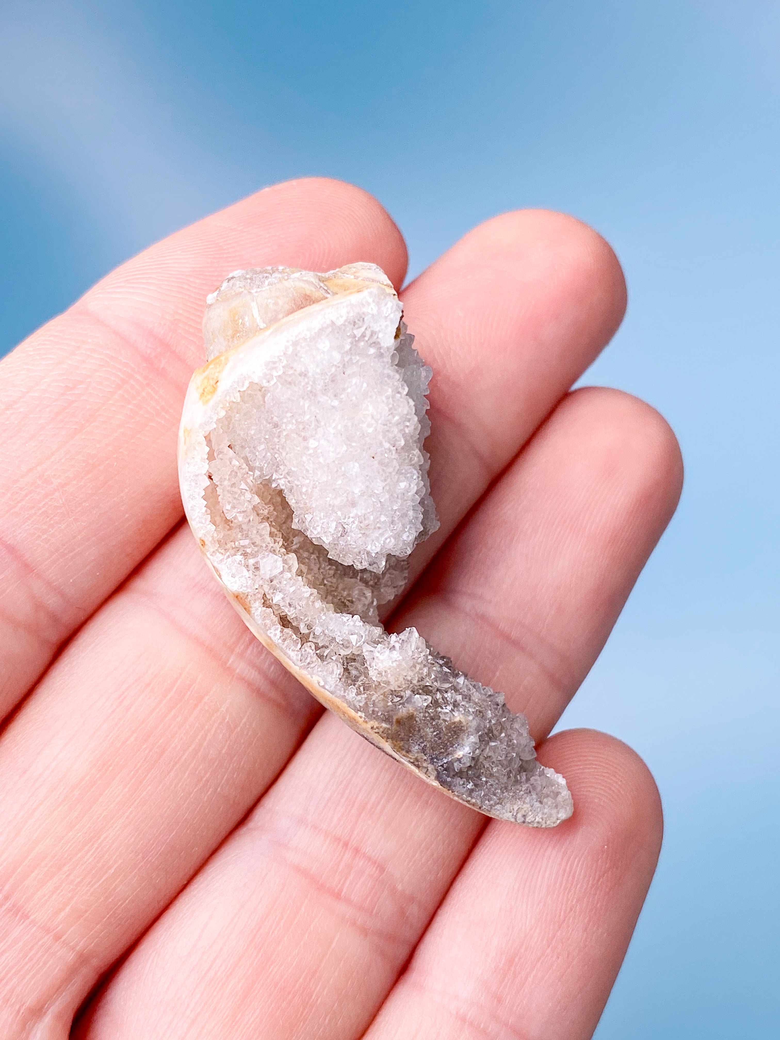 Druzy Konkylie Fossil (Nr. 18)
