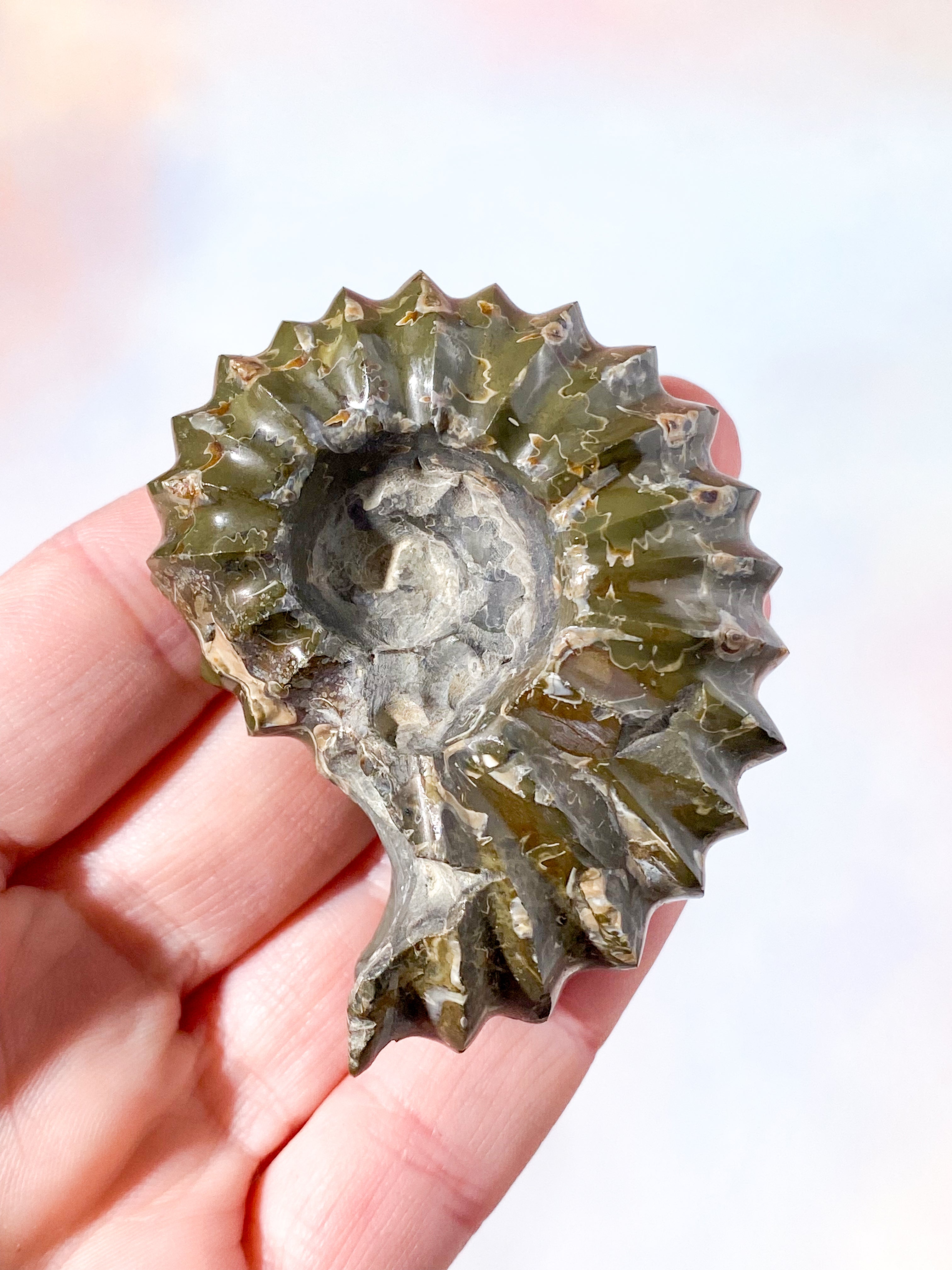 Douvilleiceras Ammonit Fossil (Nr. 2)