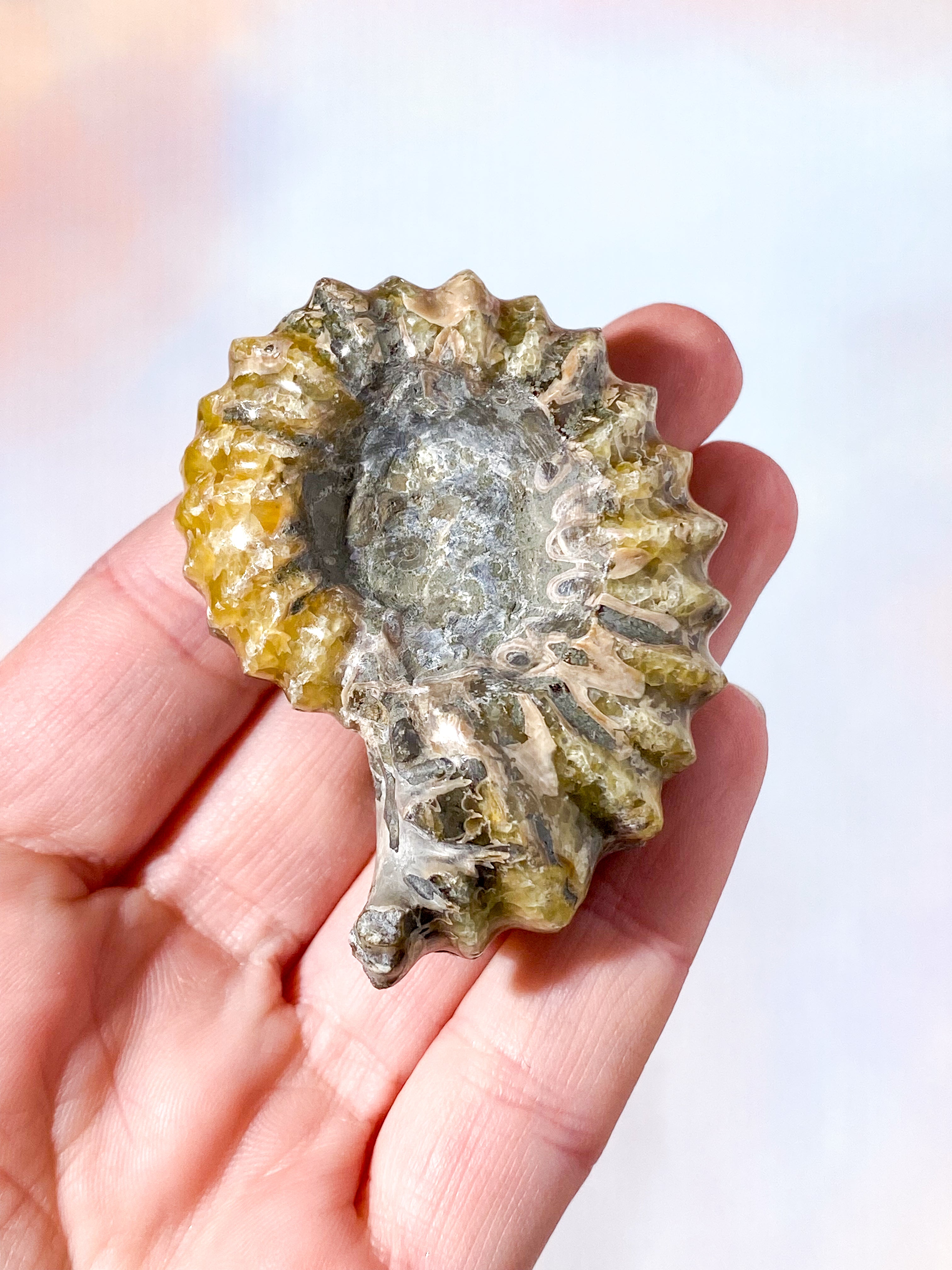Douvilleiceras Ammonit Fossil (Nr. 10)