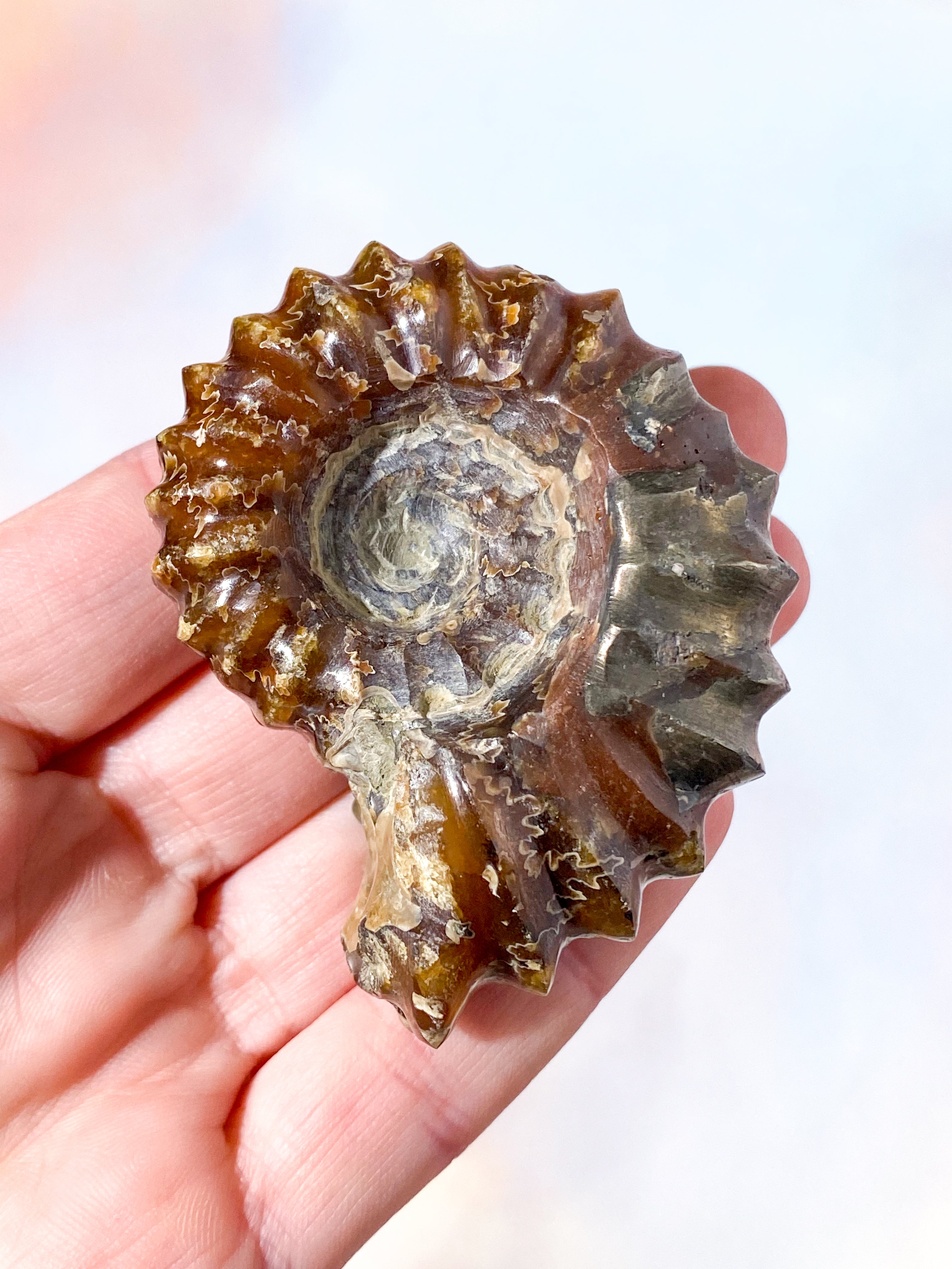 Douvilleiceras Ammonit Fossil (Nr. 11)